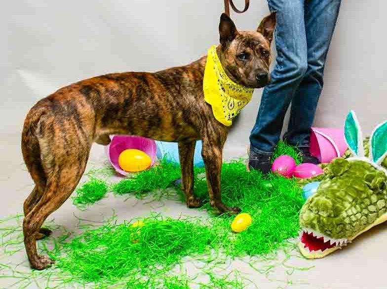 Vern, a ADOPTABLE mixed breed in Sanford, FL image 2/2