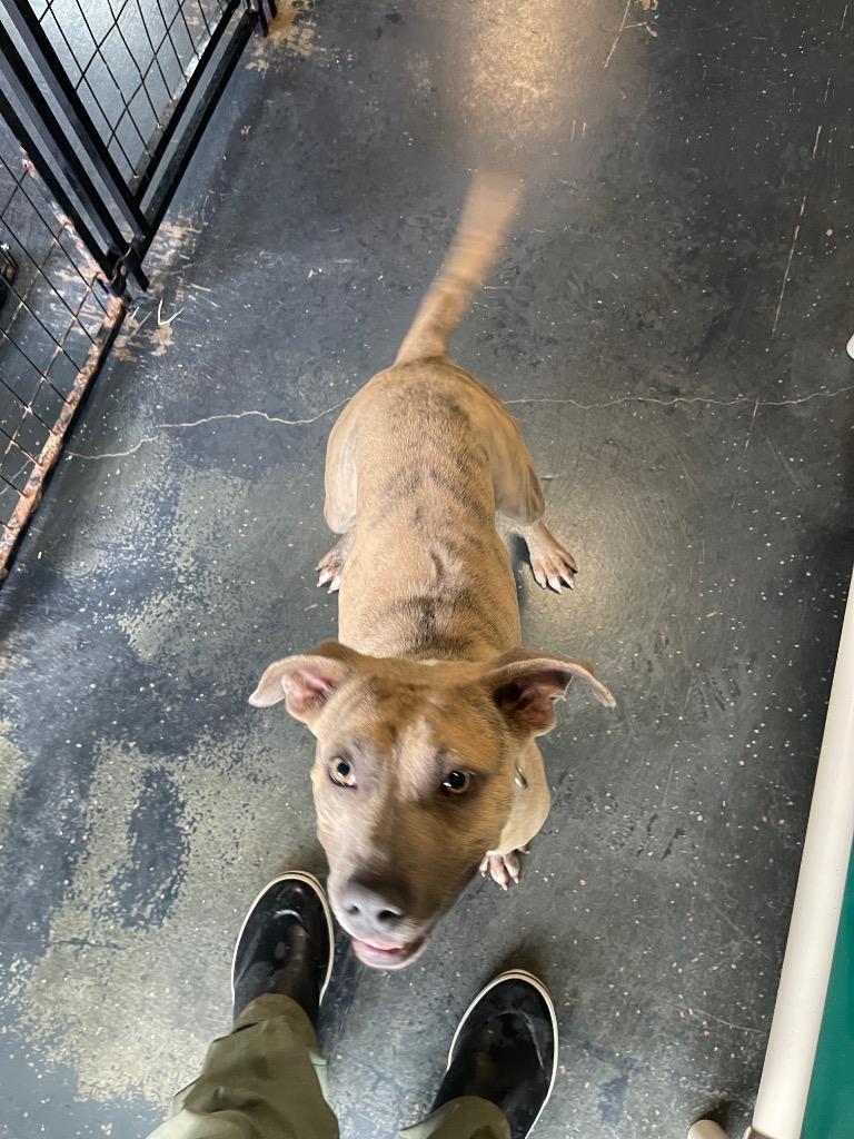 Enlarge Zeus, a Adoptable mixed breed in St. Augustine, FL image 1/3