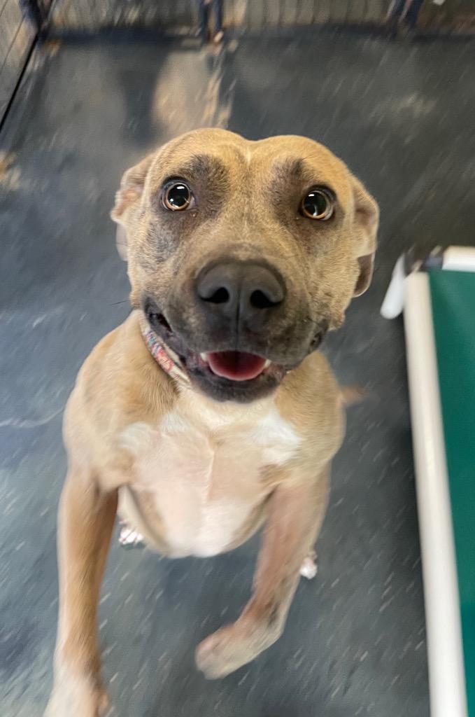 Enlarge Zeus, a Adoptable mixed breed in St. Augustine, FL image 3/3