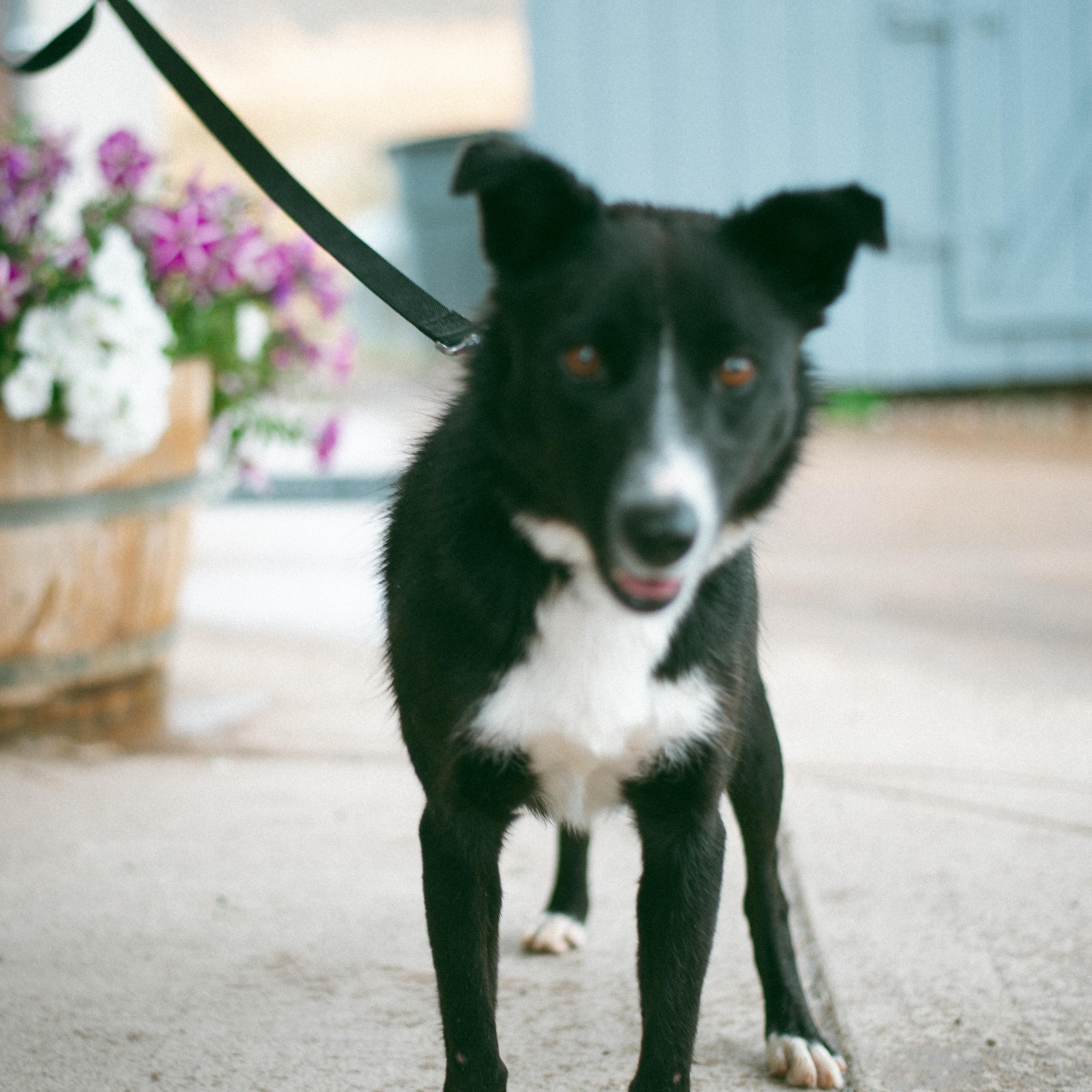 Shorty, an adoptable Border Collie in Thayne, WY, 83127 | Photo Image 3