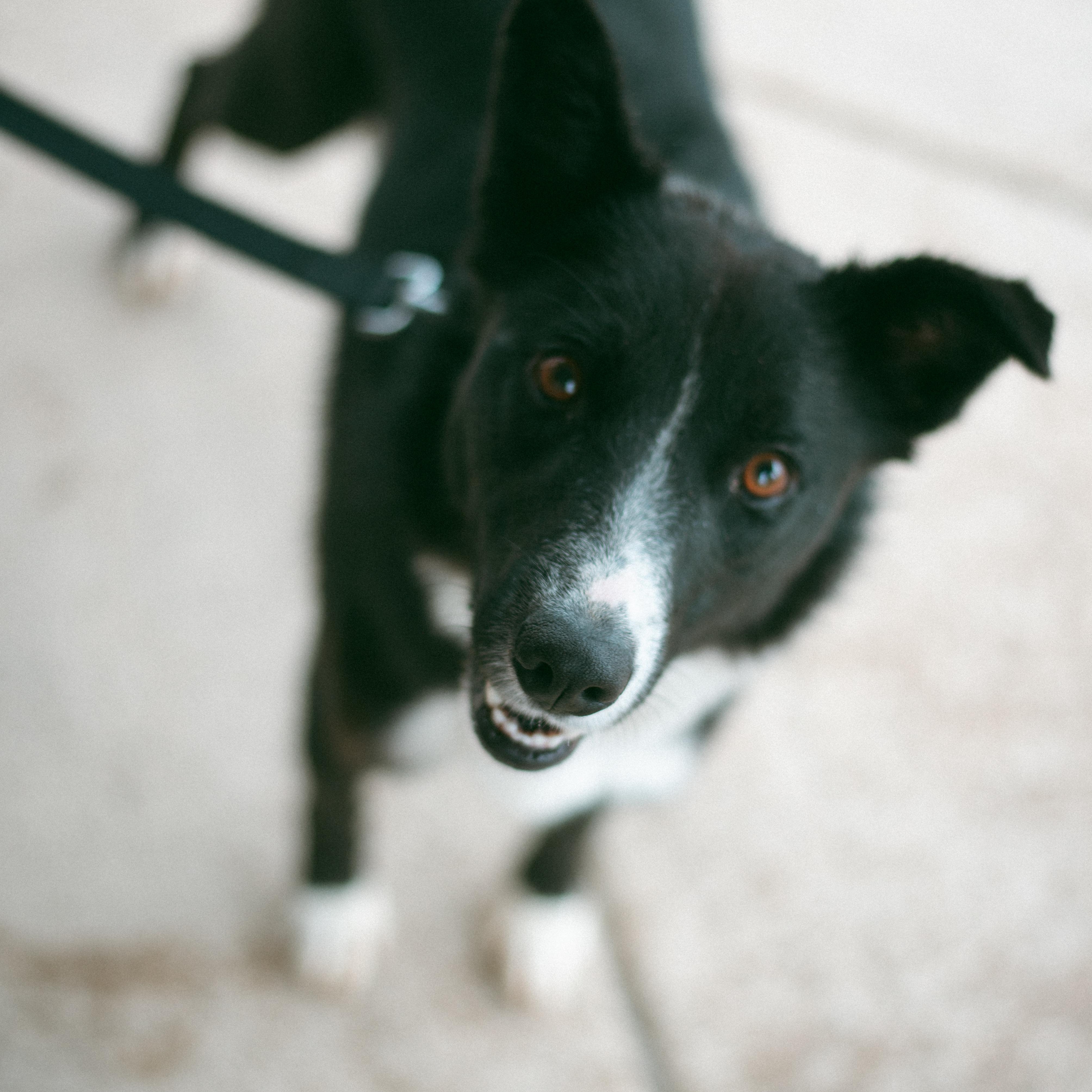 Shorty, an adoptable Border Collie in Thayne, WY, 83127 | Photo Image 6