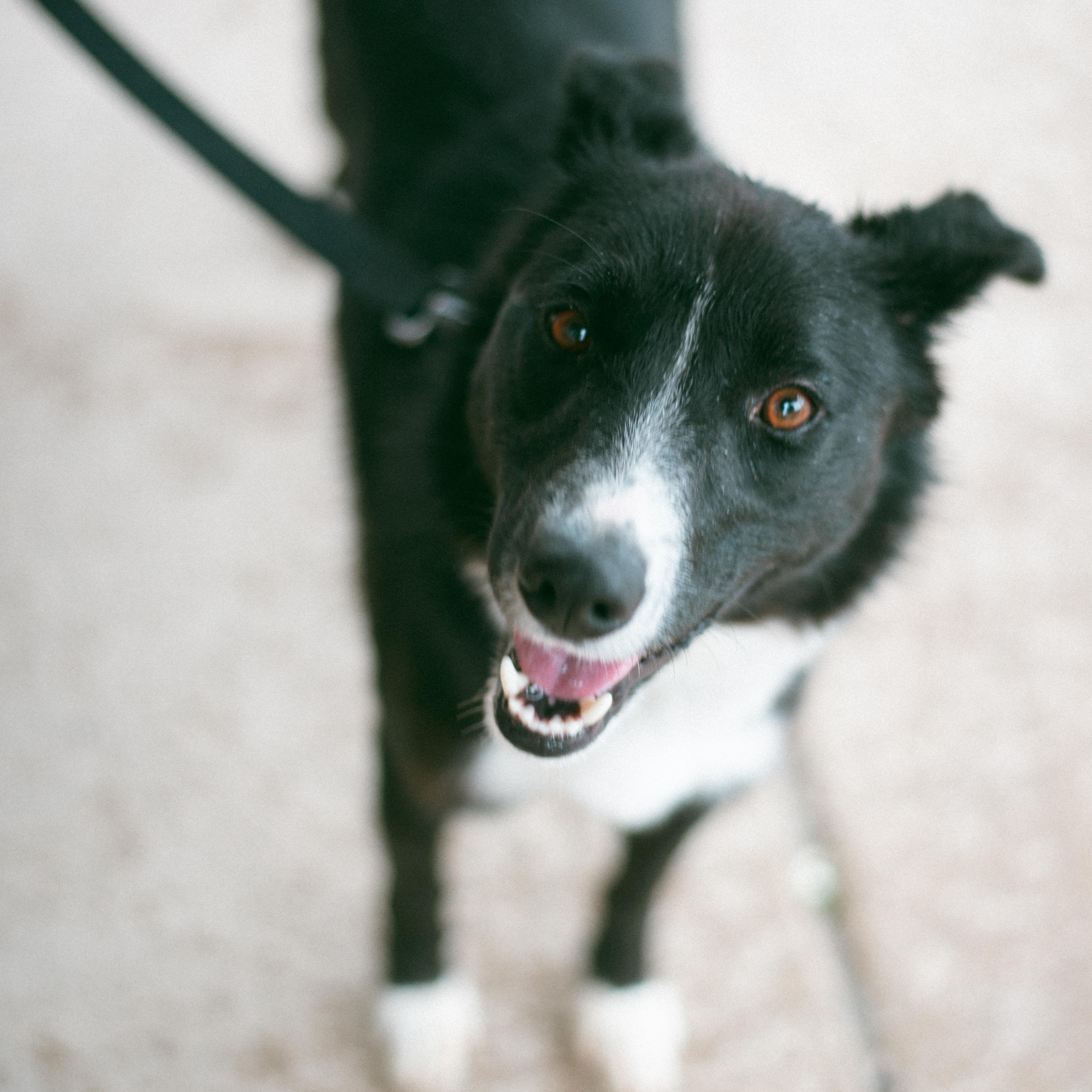 Shorty, an adoptable Border Collie in Thayne, WY, 83127 | Photo Image 1