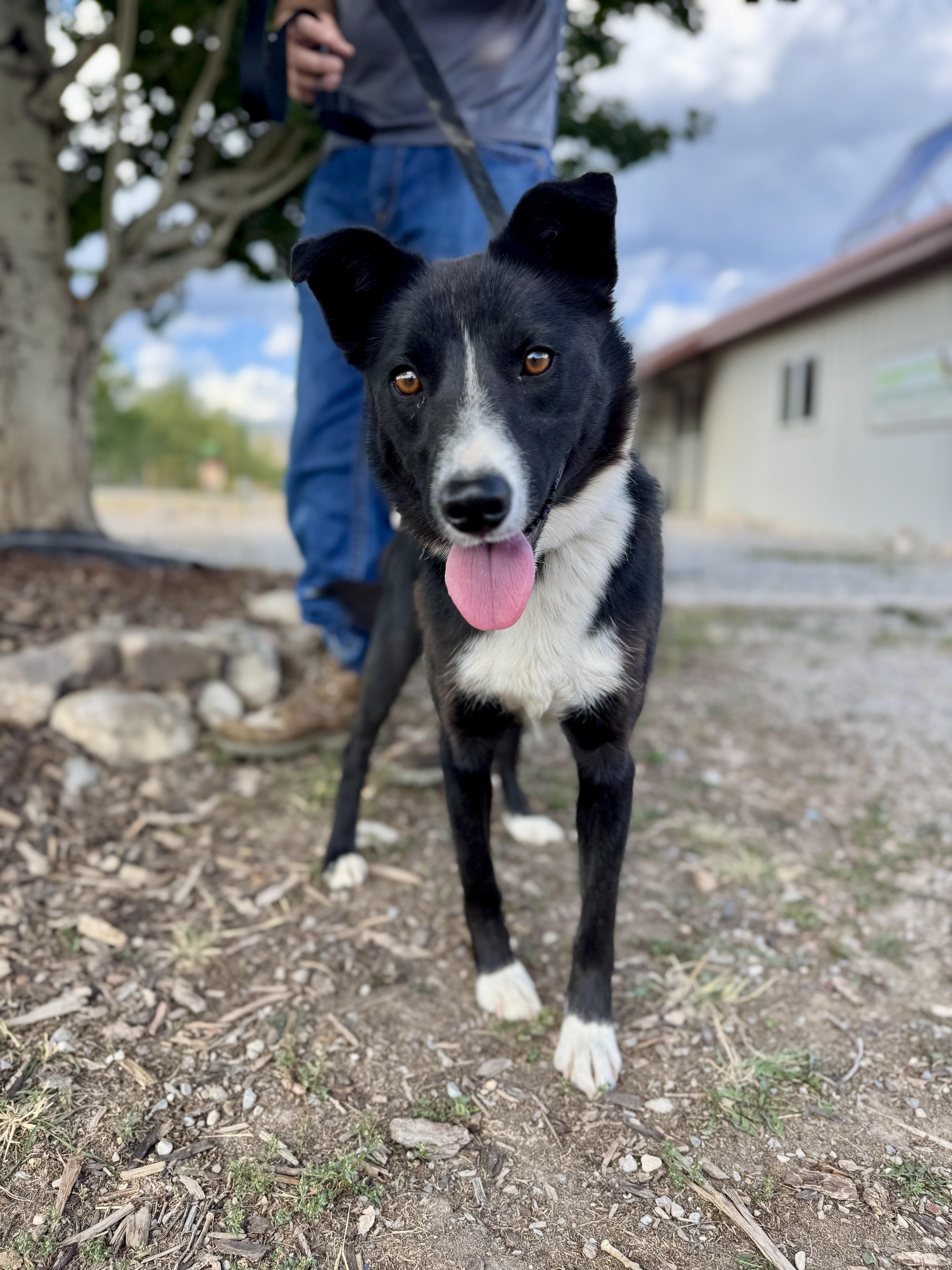 Shorty, an adoptable Border Collie in Thayne, WY, 83127 | Photo Image 2