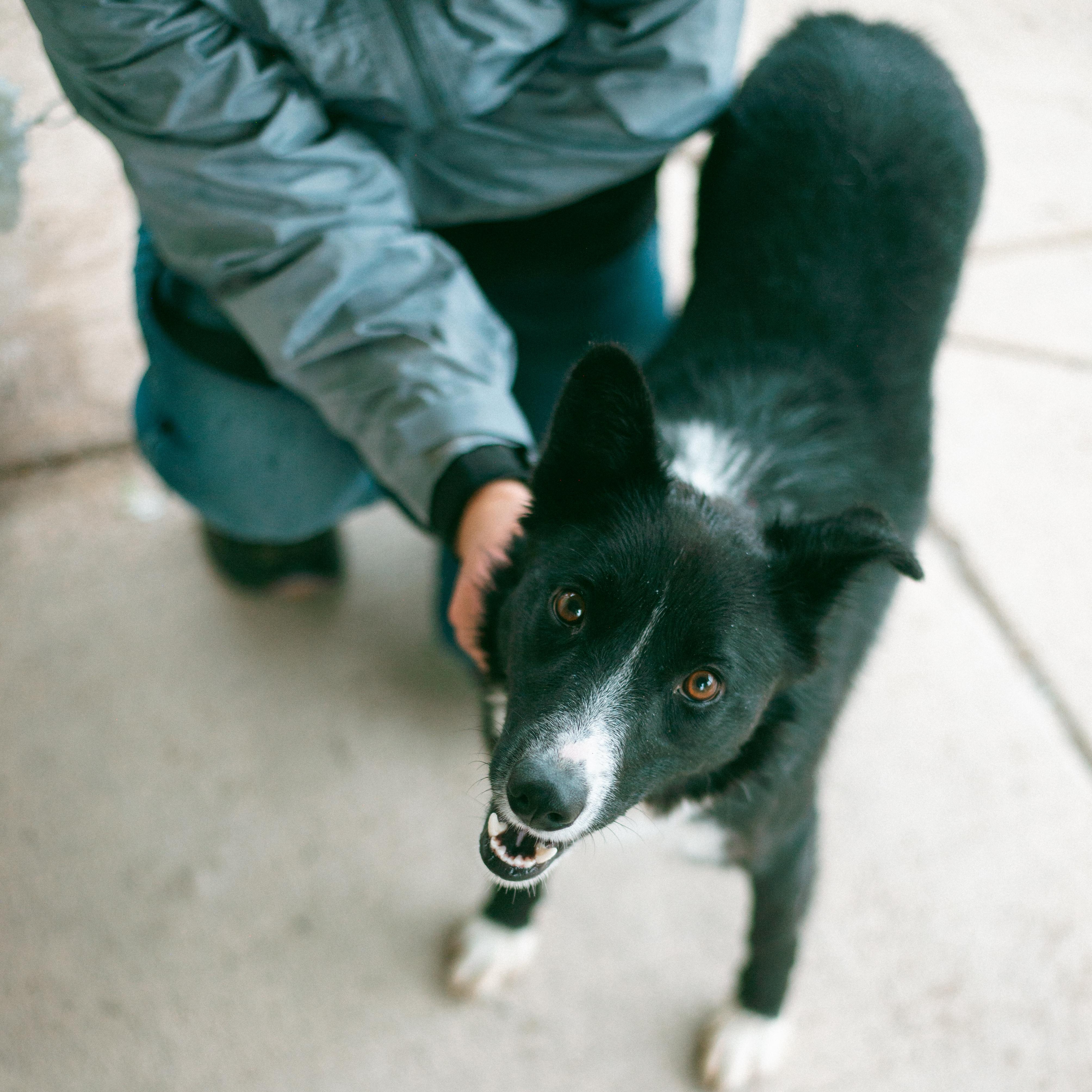 Shorty, an adoptable Border Collie in Thayne, WY, 83127 | Photo Image 5