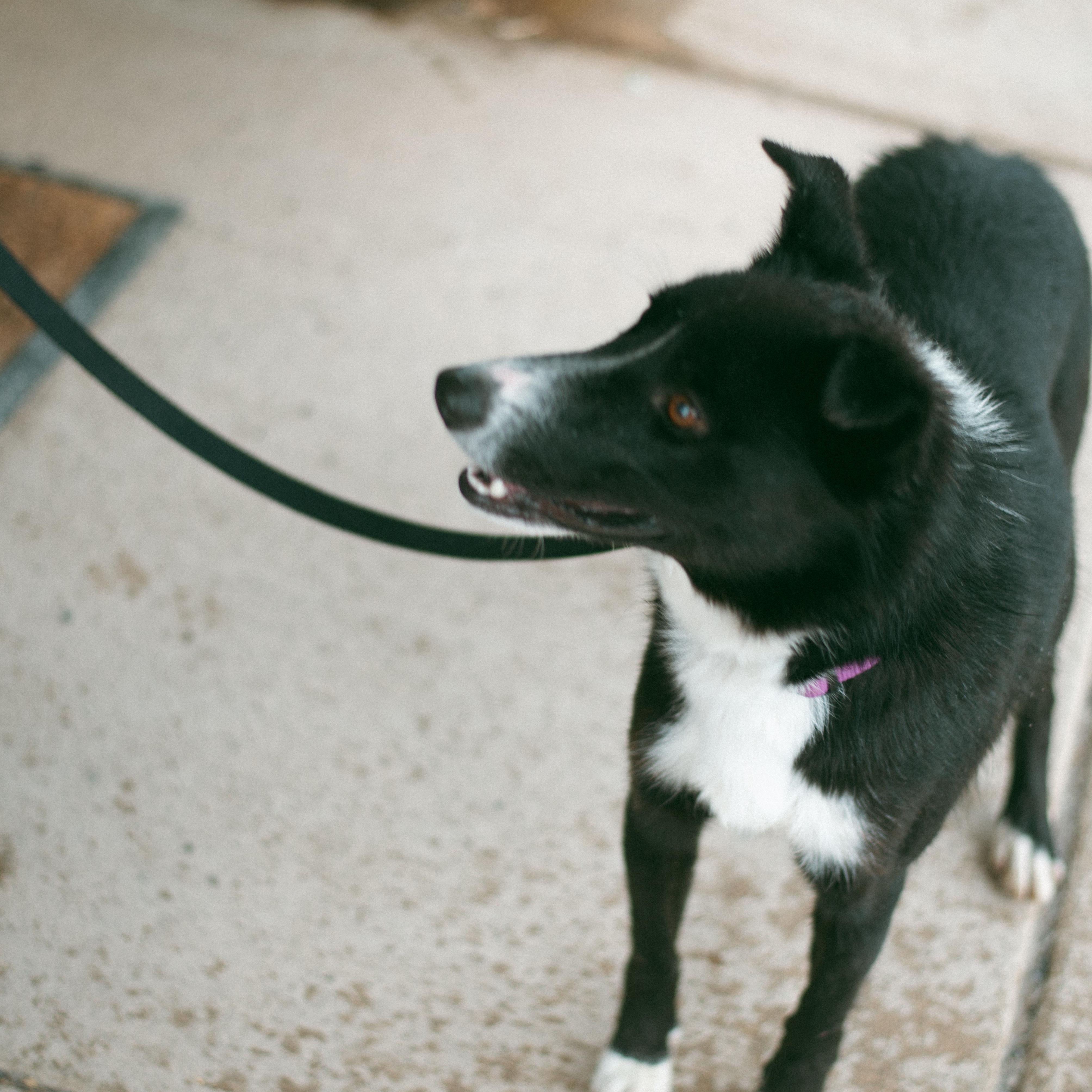 Shorty, an adoptable Border Collie in Thayne, WY, 83127 | Photo Image 4