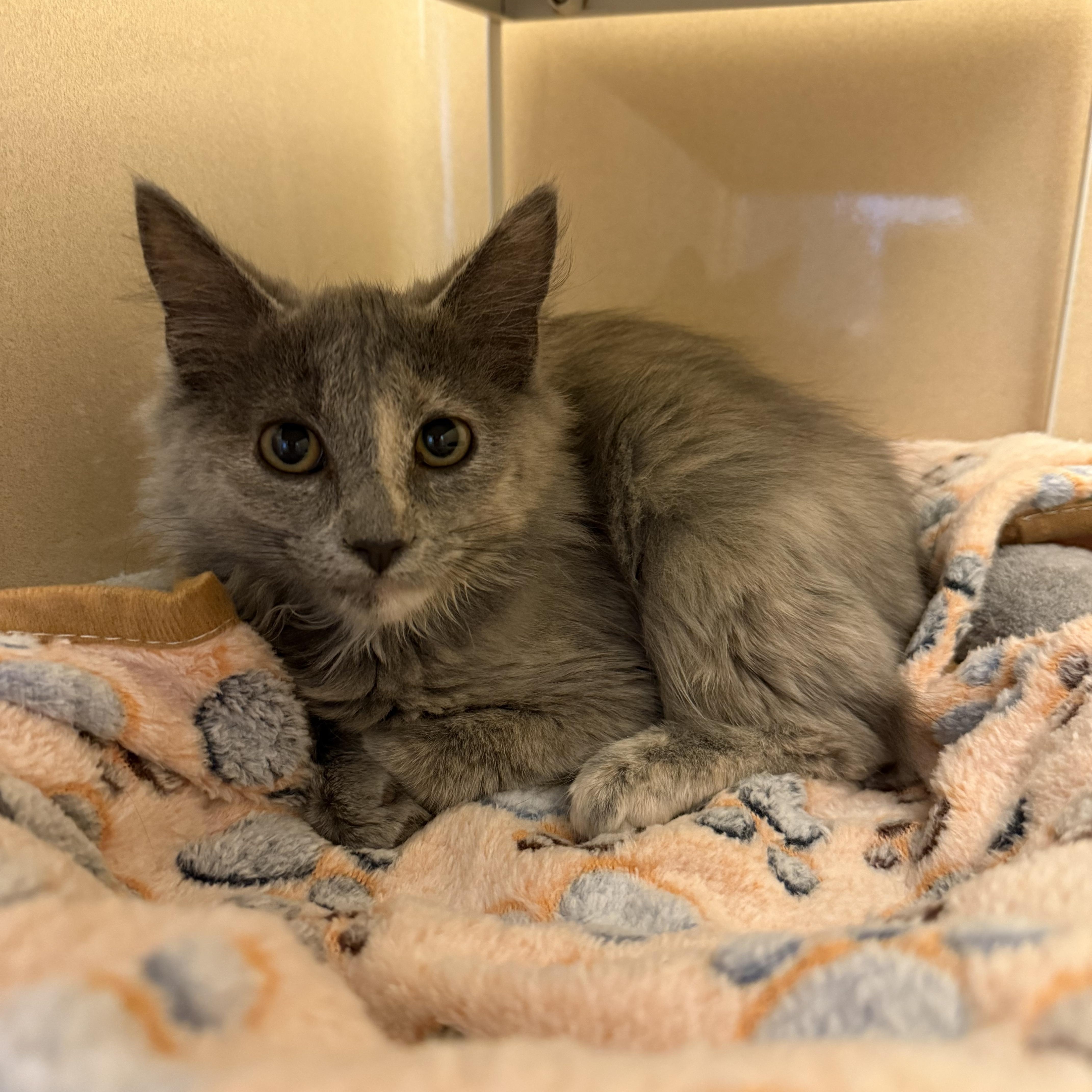 Stray Cat, Adoptable, Young Female Domestic Medium Hair.