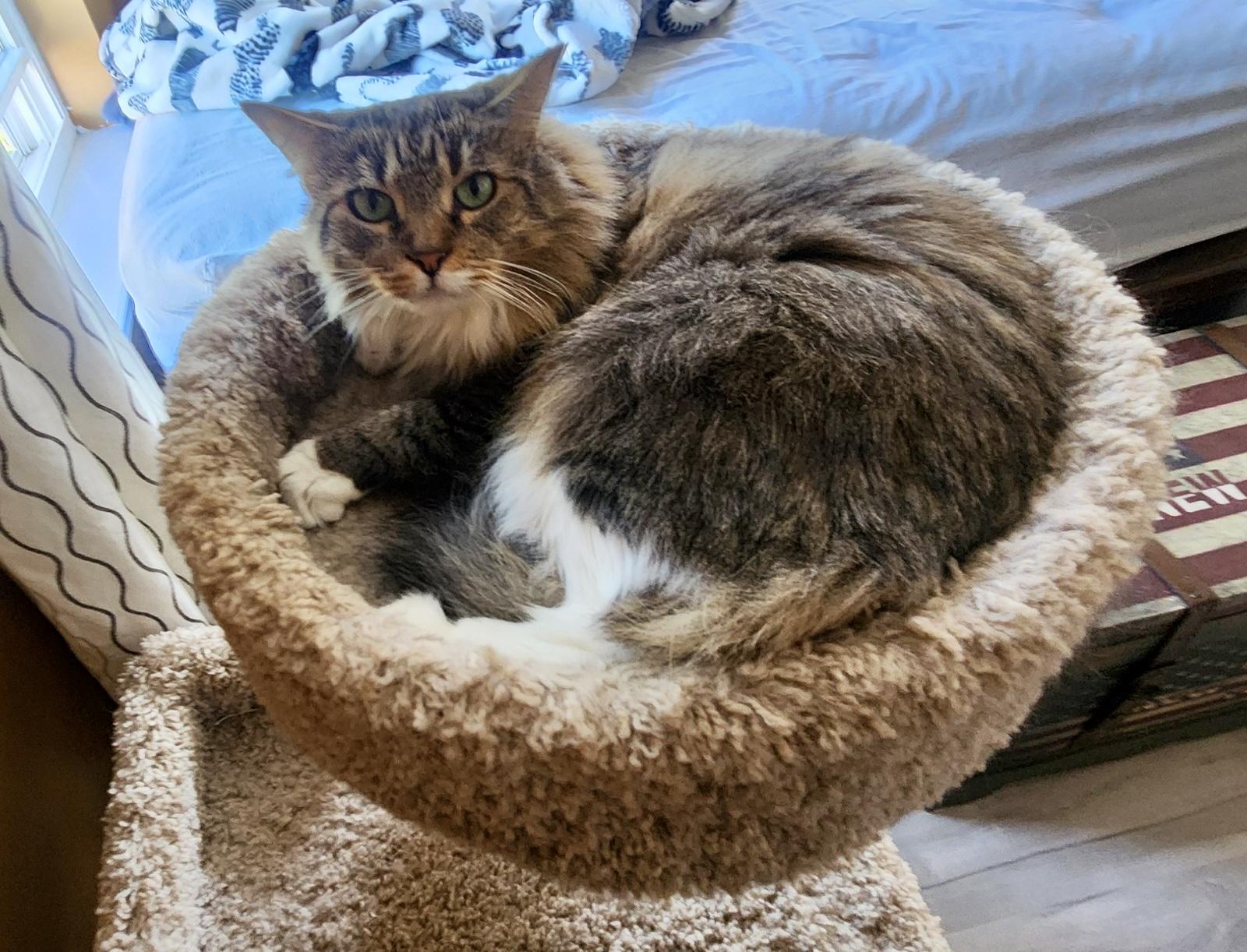 Francine (tripod), a Adoptable mixed breed in Red Bank, NJ image 3/6