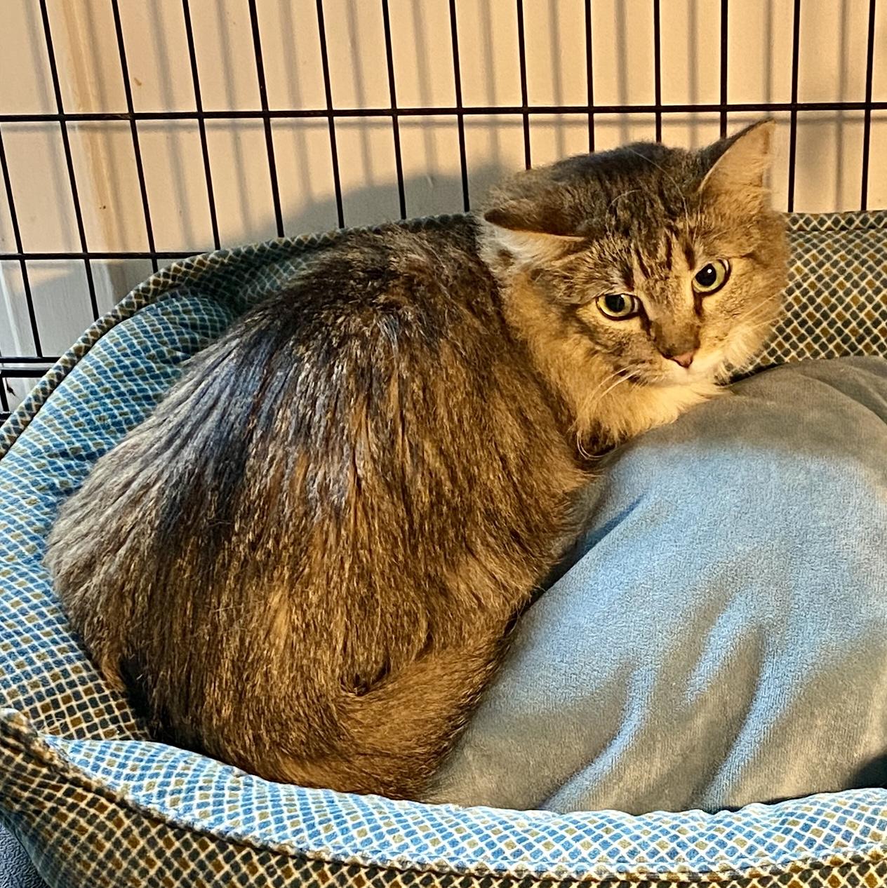 Francine (tripod), a Adoptable mixed breed in Red Bank, NJ image 5/6