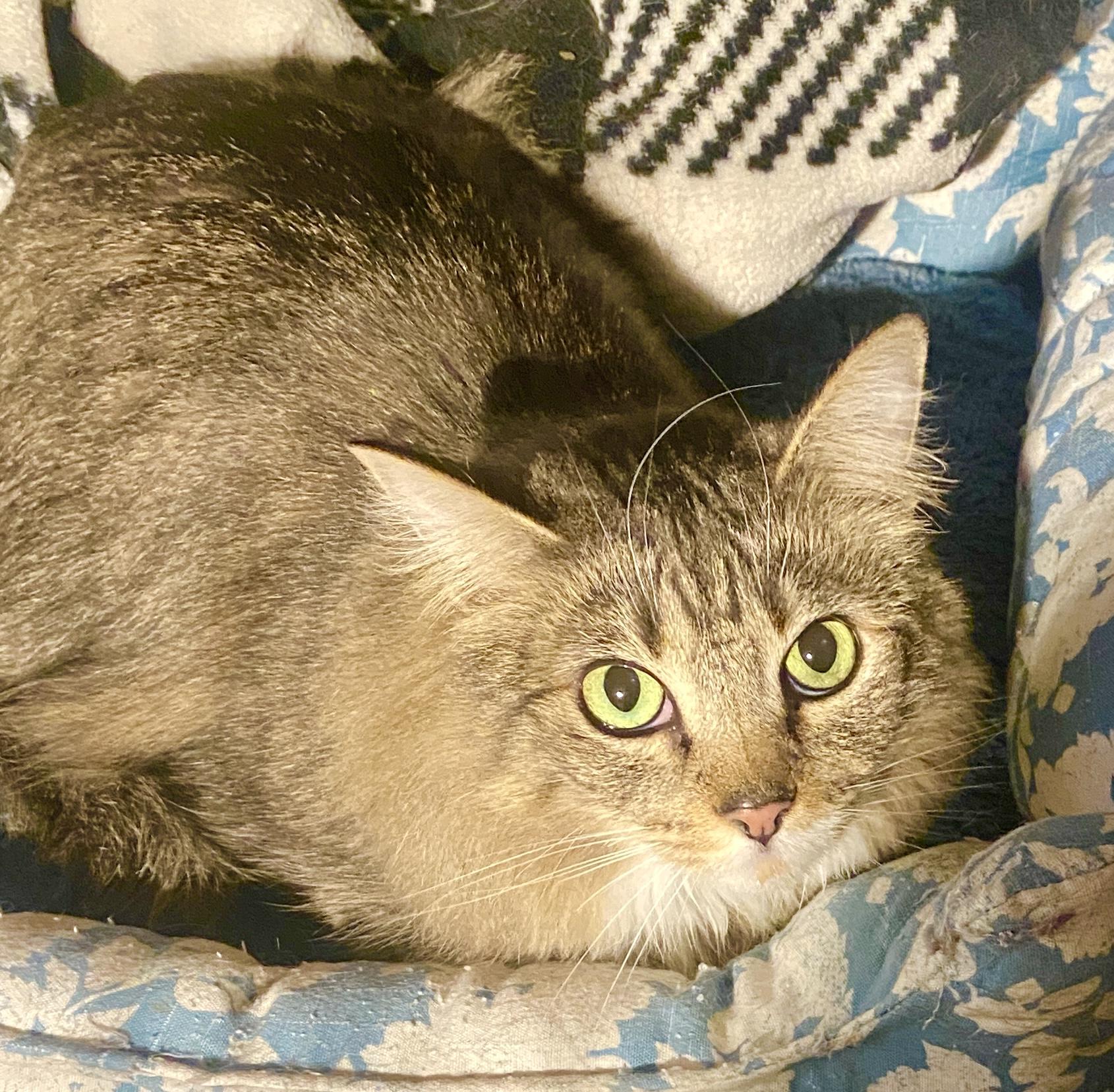 Francine (tripod), a Adoptable mixed breed in Red Bank, NJ image 4/6