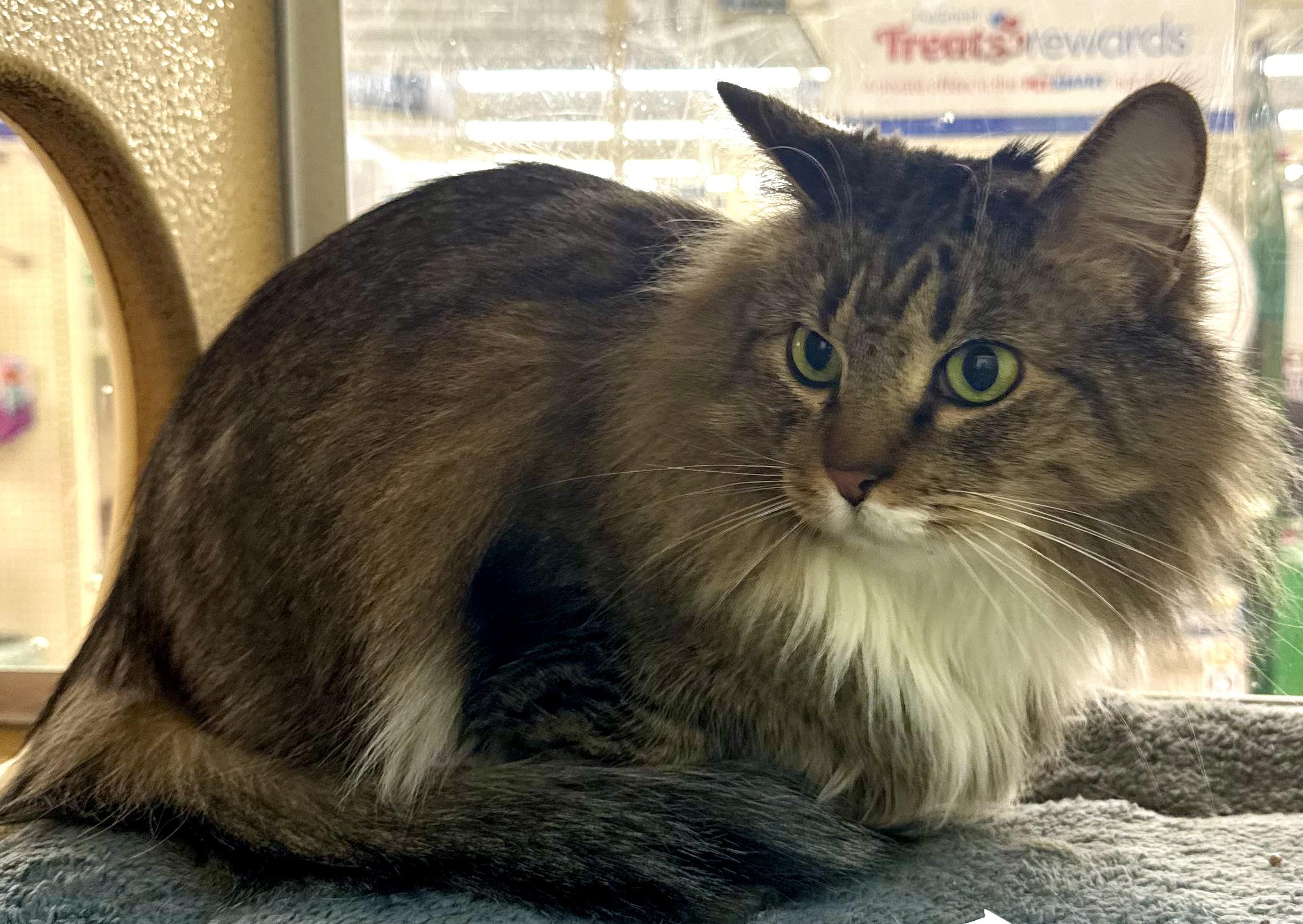 Francine (tripod), a Adoptable mixed breed in Red Bank, NJ image 1/6