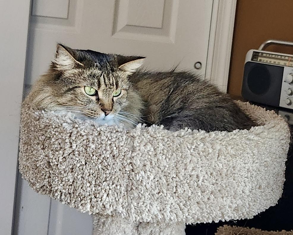 Francine (tripod), Adoptable, Adult Female Domestic Medium Hair & Tabby.