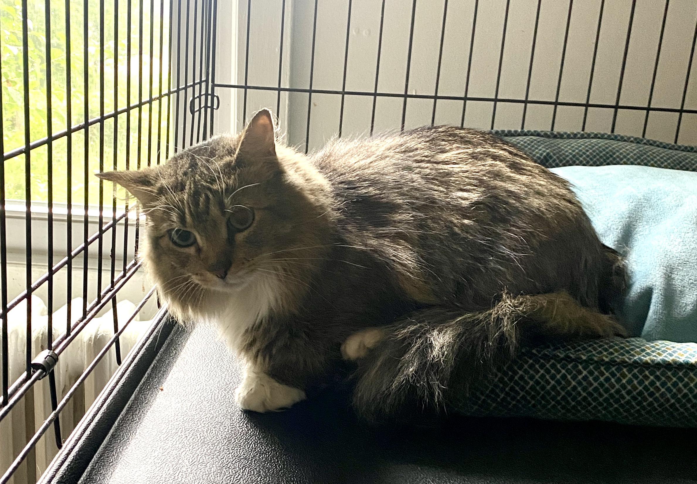 Francine (tripod), a Adoptable mixed breed in Red Bank, NJ image 6/6