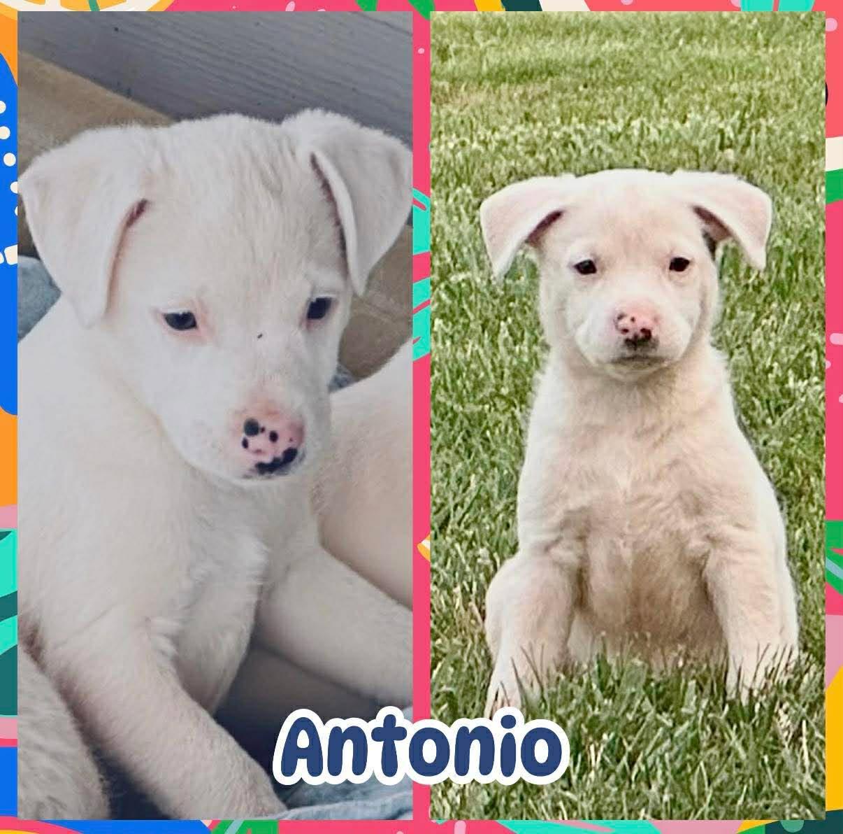 Enlarge Antonio, an adopted mixed breed in Ringwood, NJ image 1/1