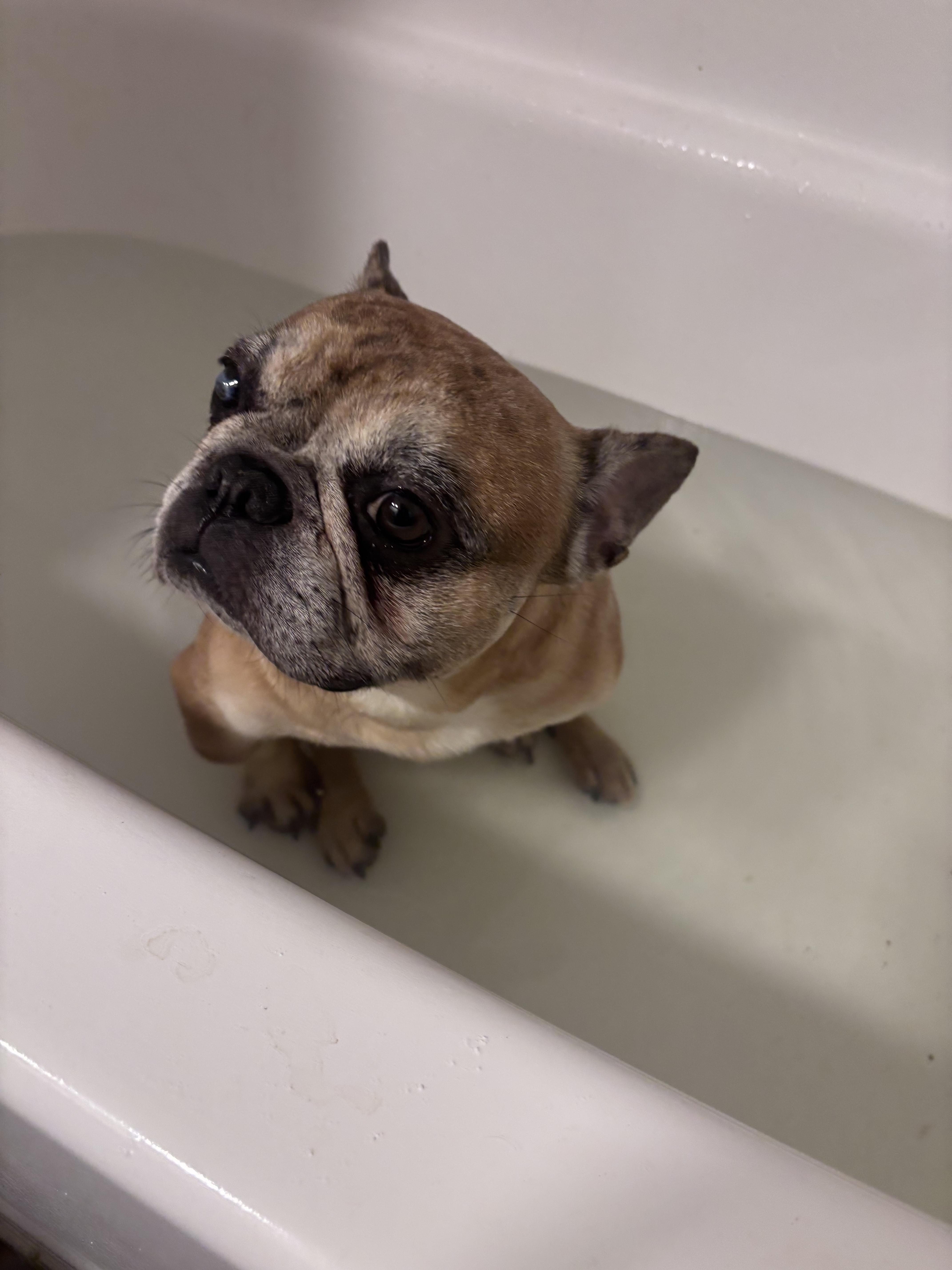 Remy, Adoptable, Adult Male French Bulldog.