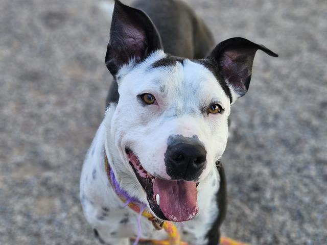 LUNOX* — thumbnail 2