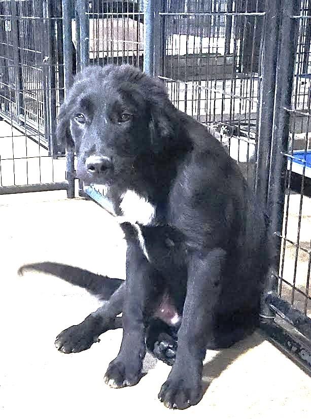 HALFIE, a ADOPTABLE mixed breed in Chicopee, MA image 3/4
