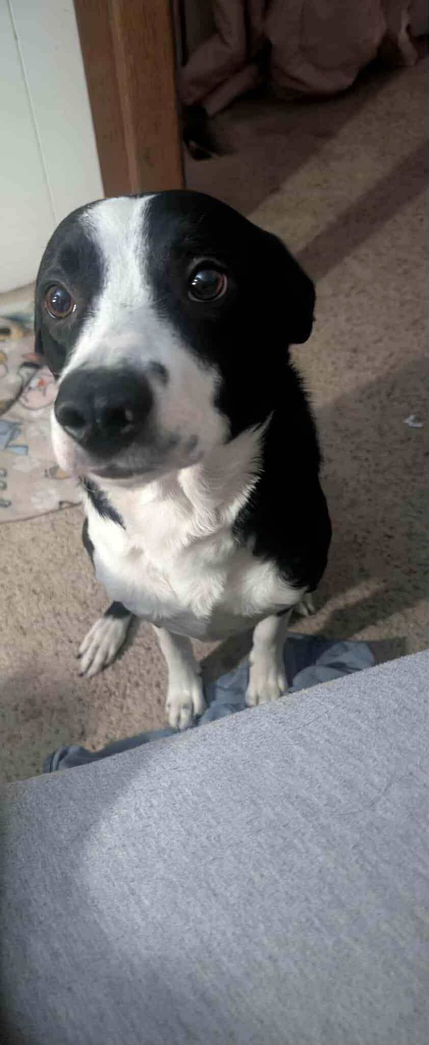 Penny, an adoptable Border Collie in Susanville, CA, 96130 | Photo Image 1