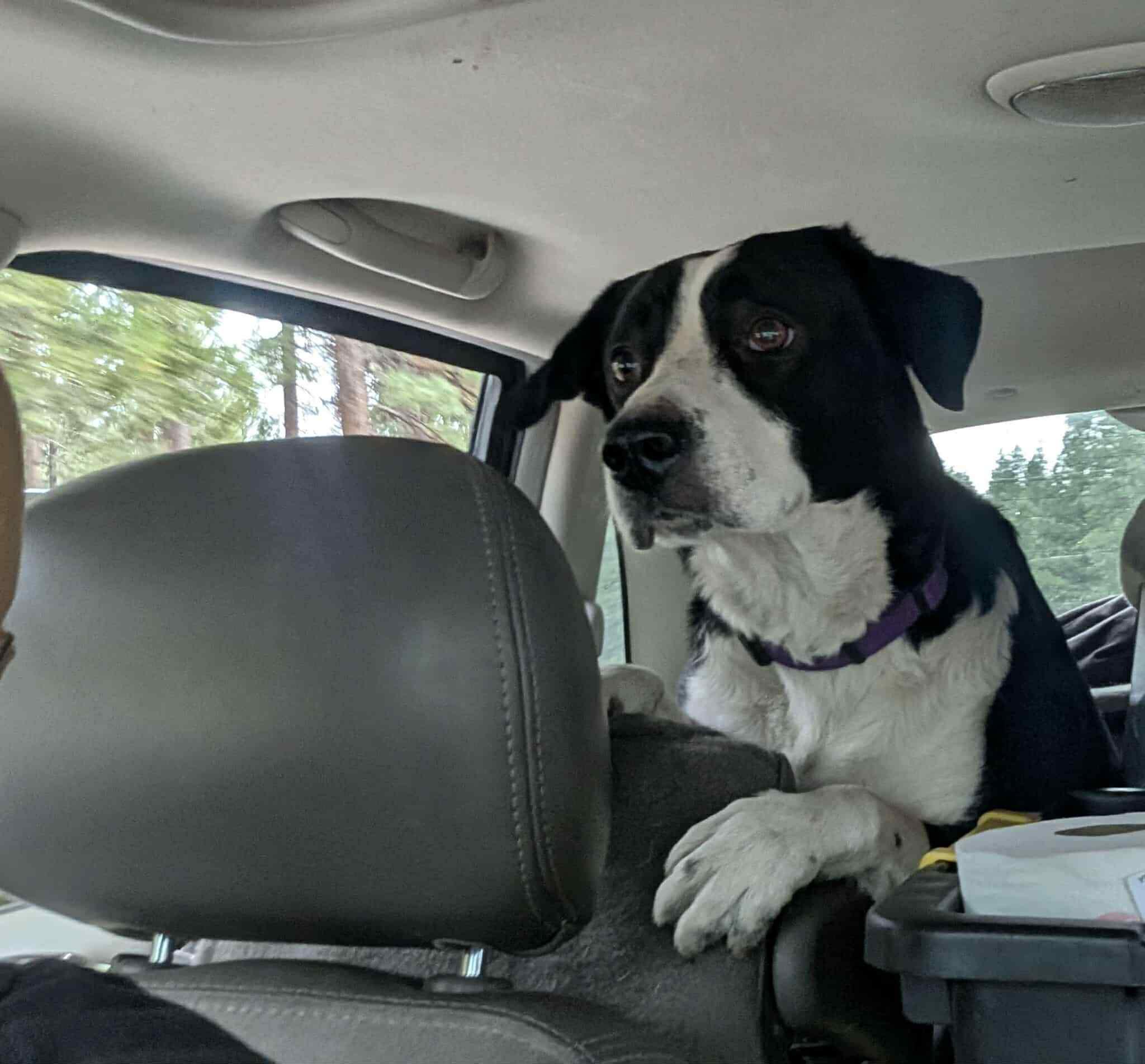 Penny, an adoptable Border Collie in Susanville, CA, 96130 | Photo Image 2
