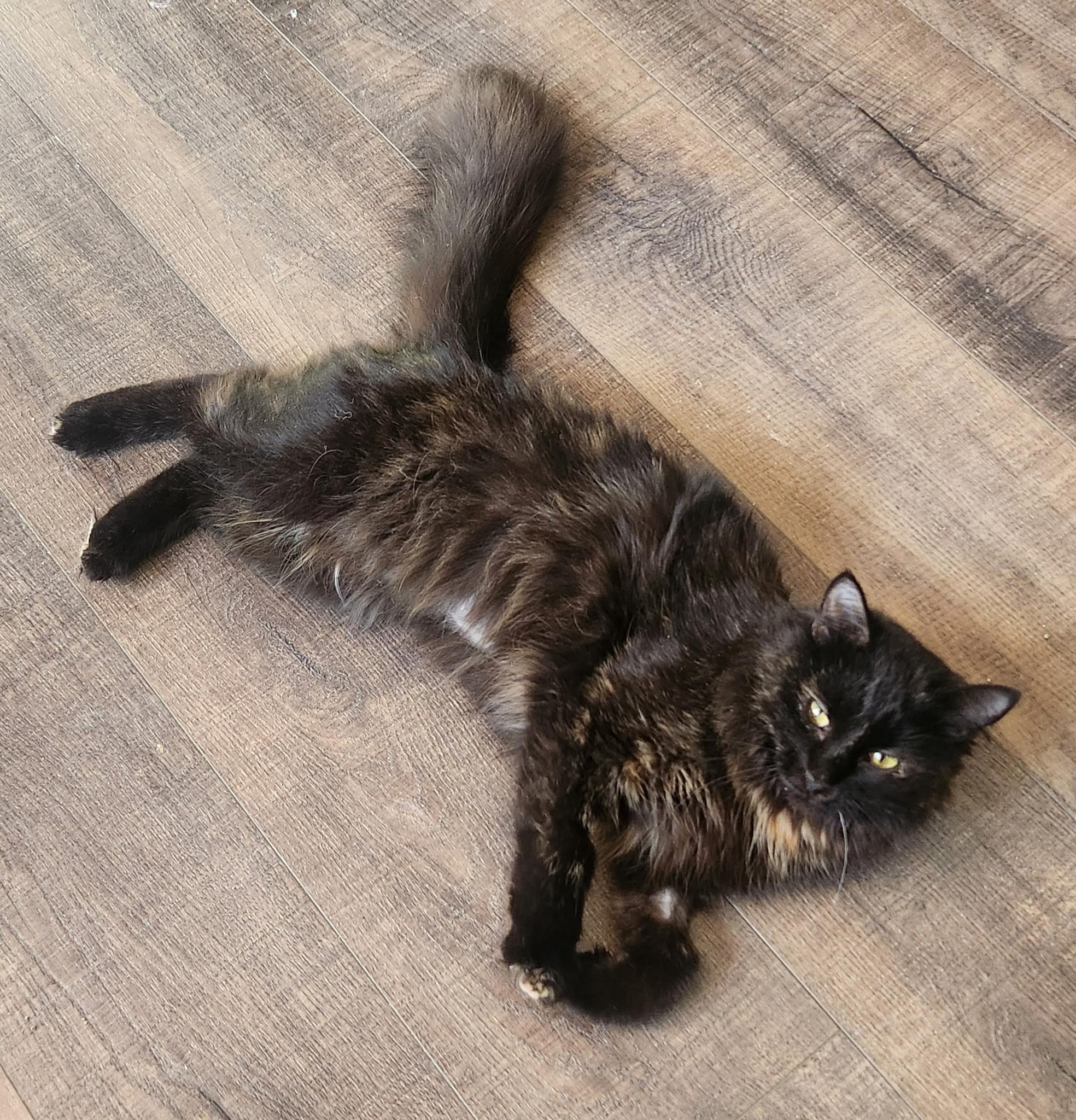 Hazel, an adopted Domestic Medium Hair in Farmington, MN image 2/3