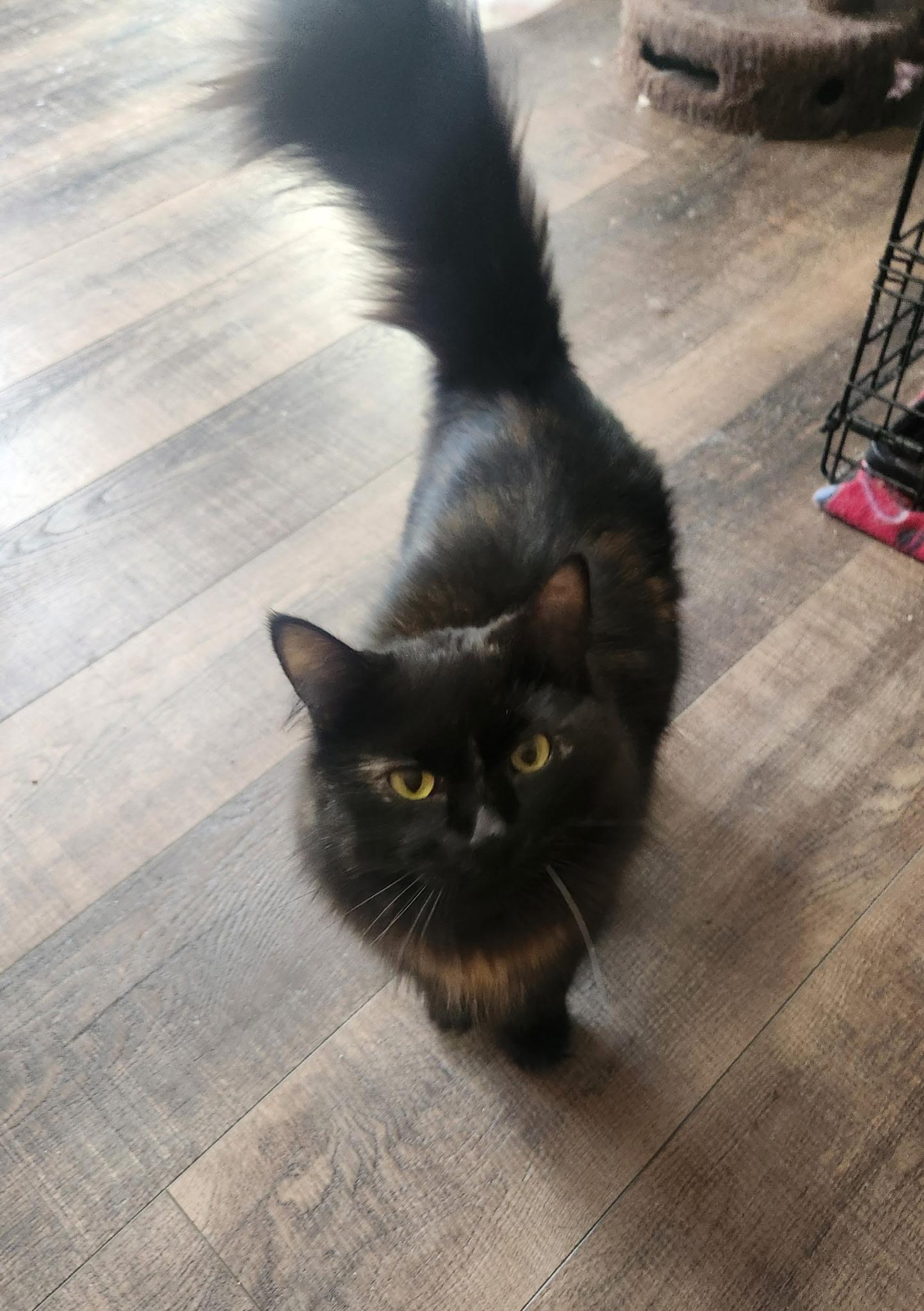 Hazel, an adopted Domestic Medium Hair in Farmington, MN image 3/3