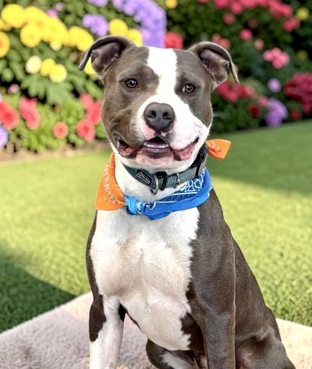 Hayden, a Adoptable Staffordshire Bull Terrier in Perry, IA image 4/6