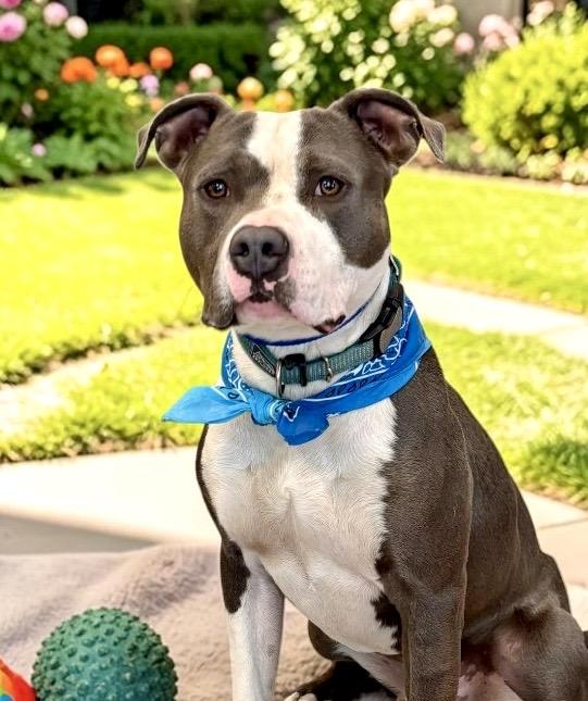 Hayden, a Adoptable Staffordshire Bull Terrier in Perry, IA image 3/6