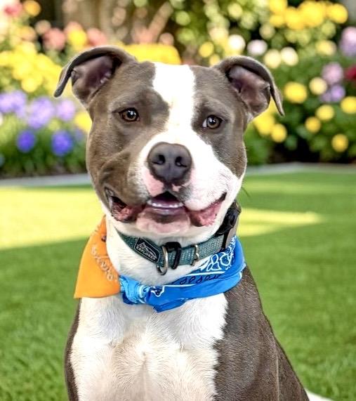 Hayden, Adoptable, Young Male Staffordshire Bull Terrier.