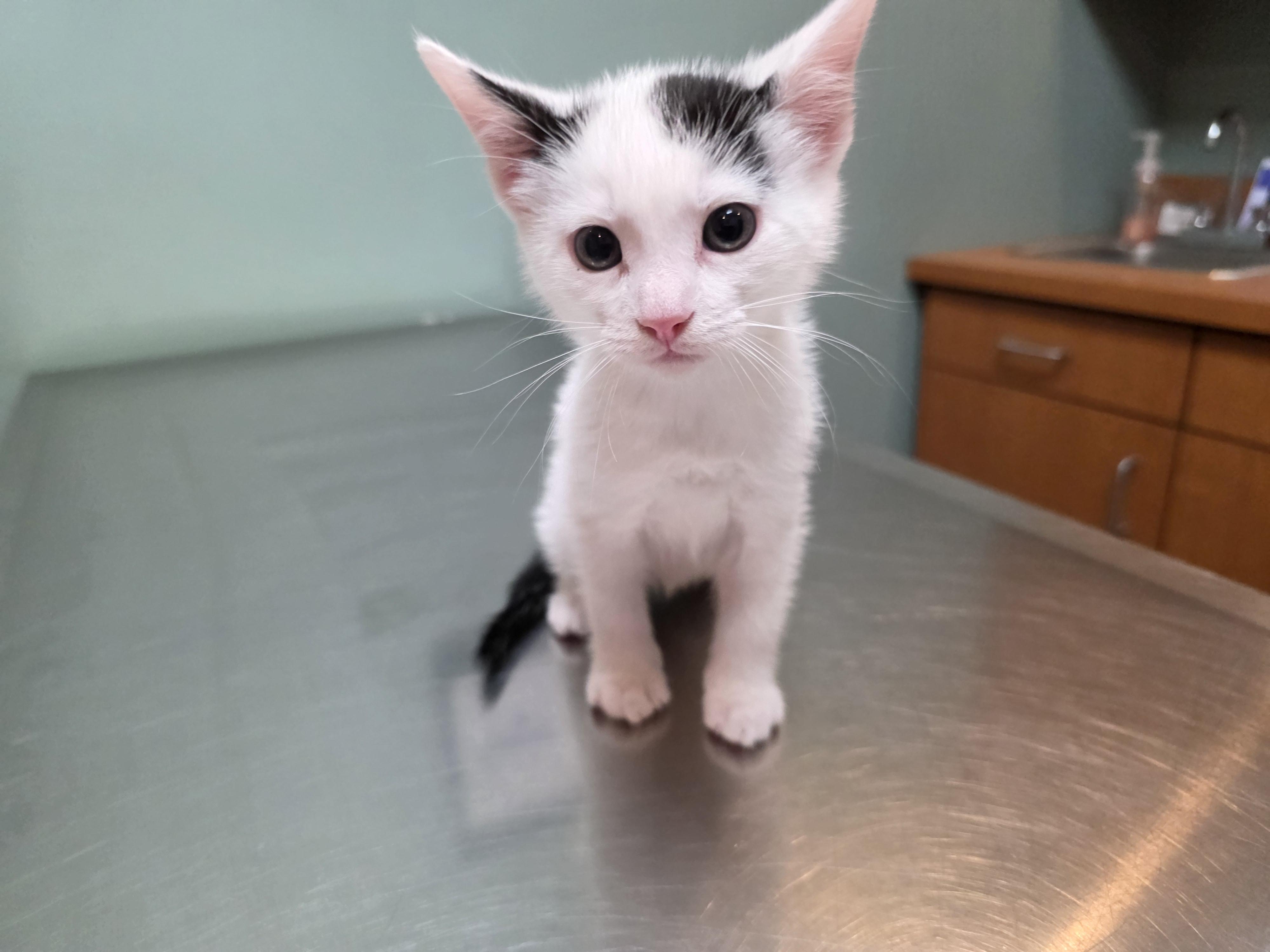 Enlarge Olives (CT newington), a Adoptable Domestic Short Hair in newington, CT image 6/6