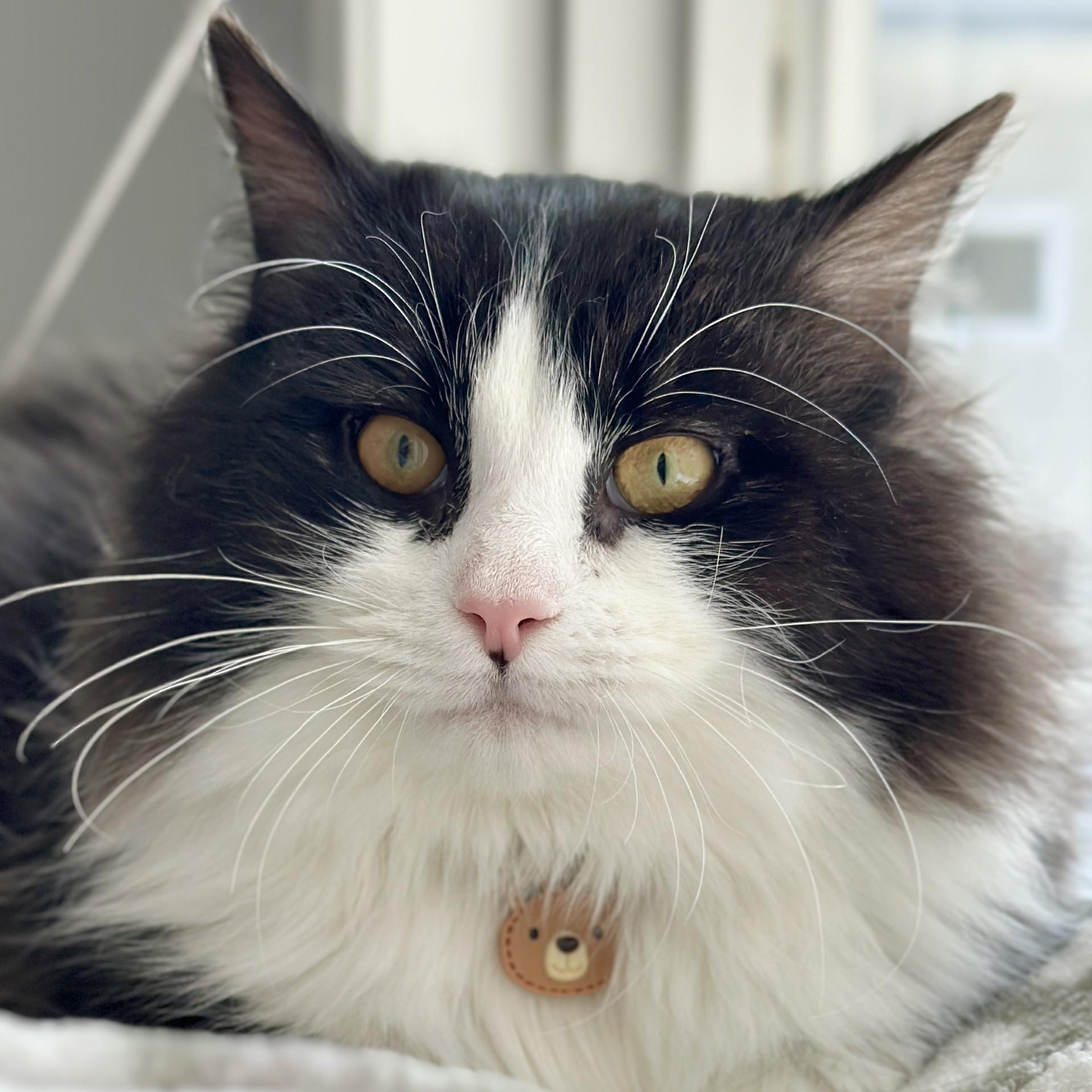 Grizzly Bear, adopted, Young Male Domestic Long Hair.