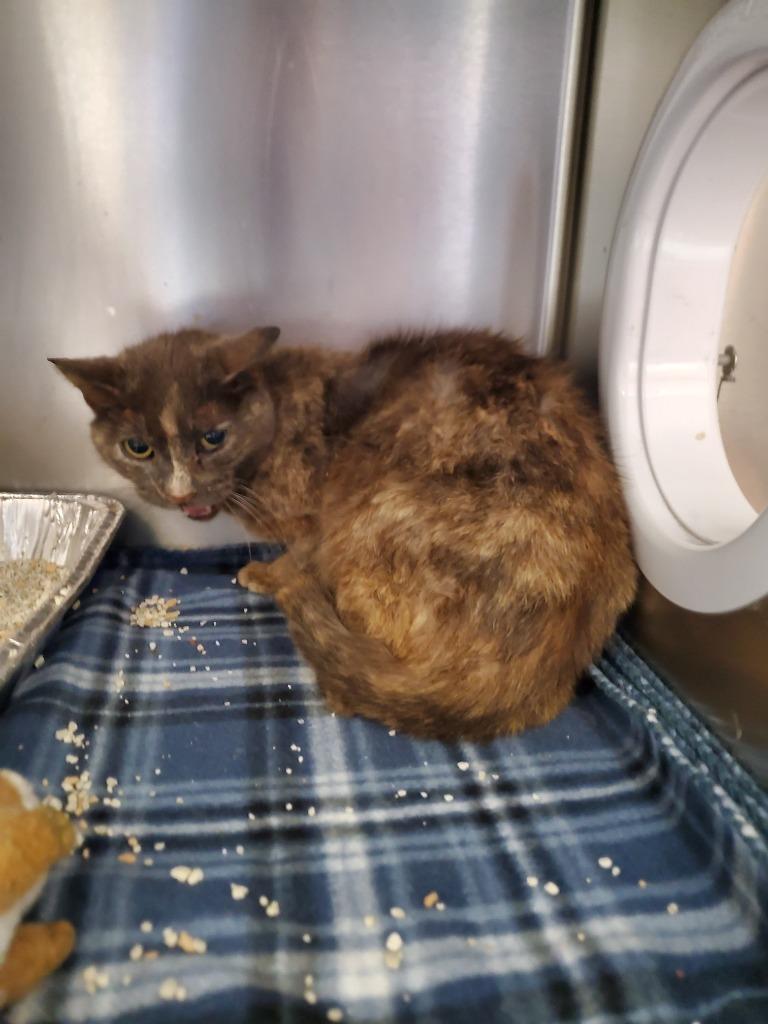 Enlarge 2025-04-105 *Booger*, a Adoptable mixed breed in Winder, GA image 1/1