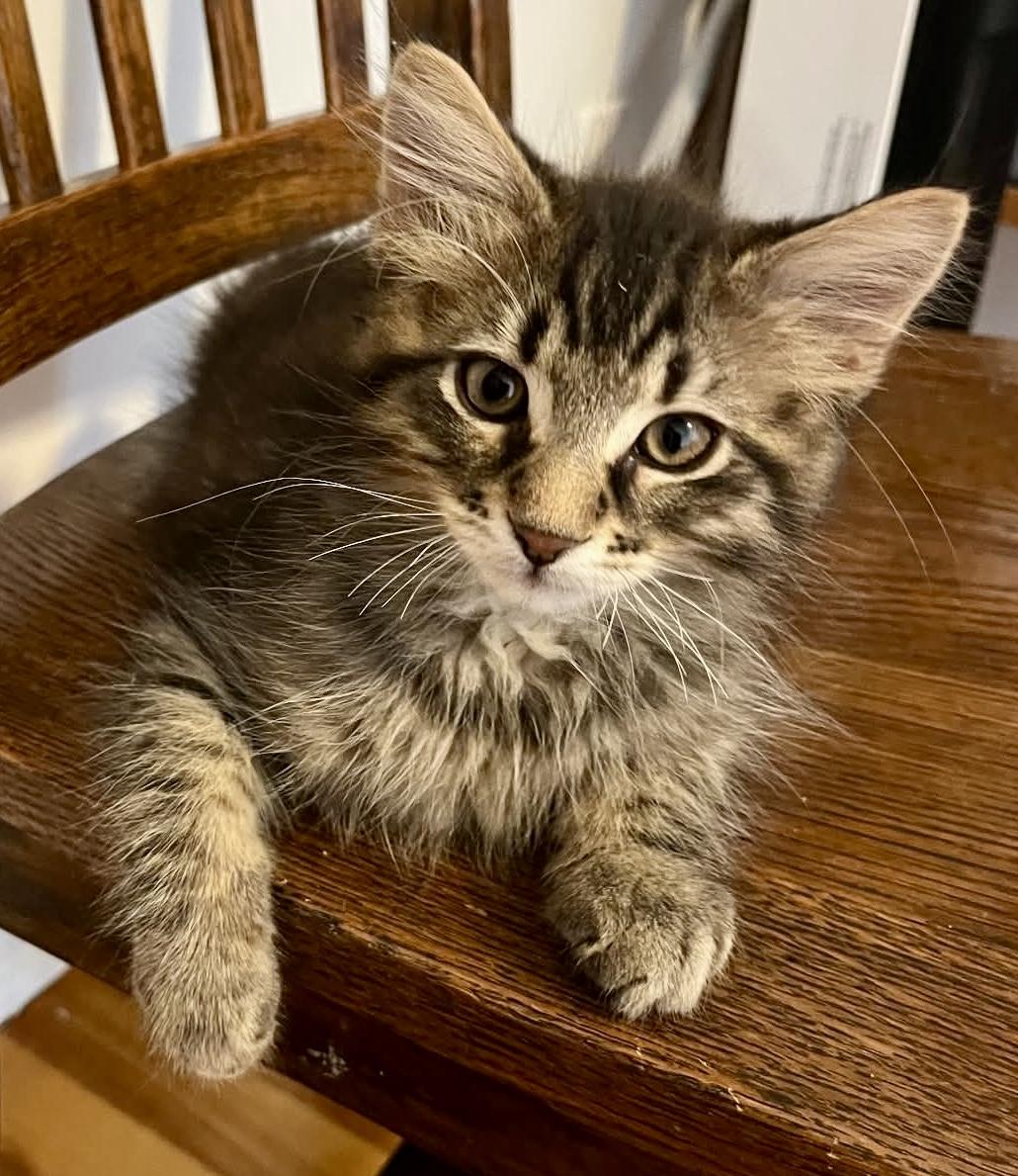 Paul, Adoptable, Kitten Male Domestic Medium Hair.