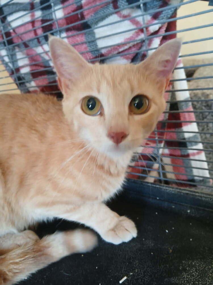 Tigger, Adoptable, Adult Female Domestic Short Hair.