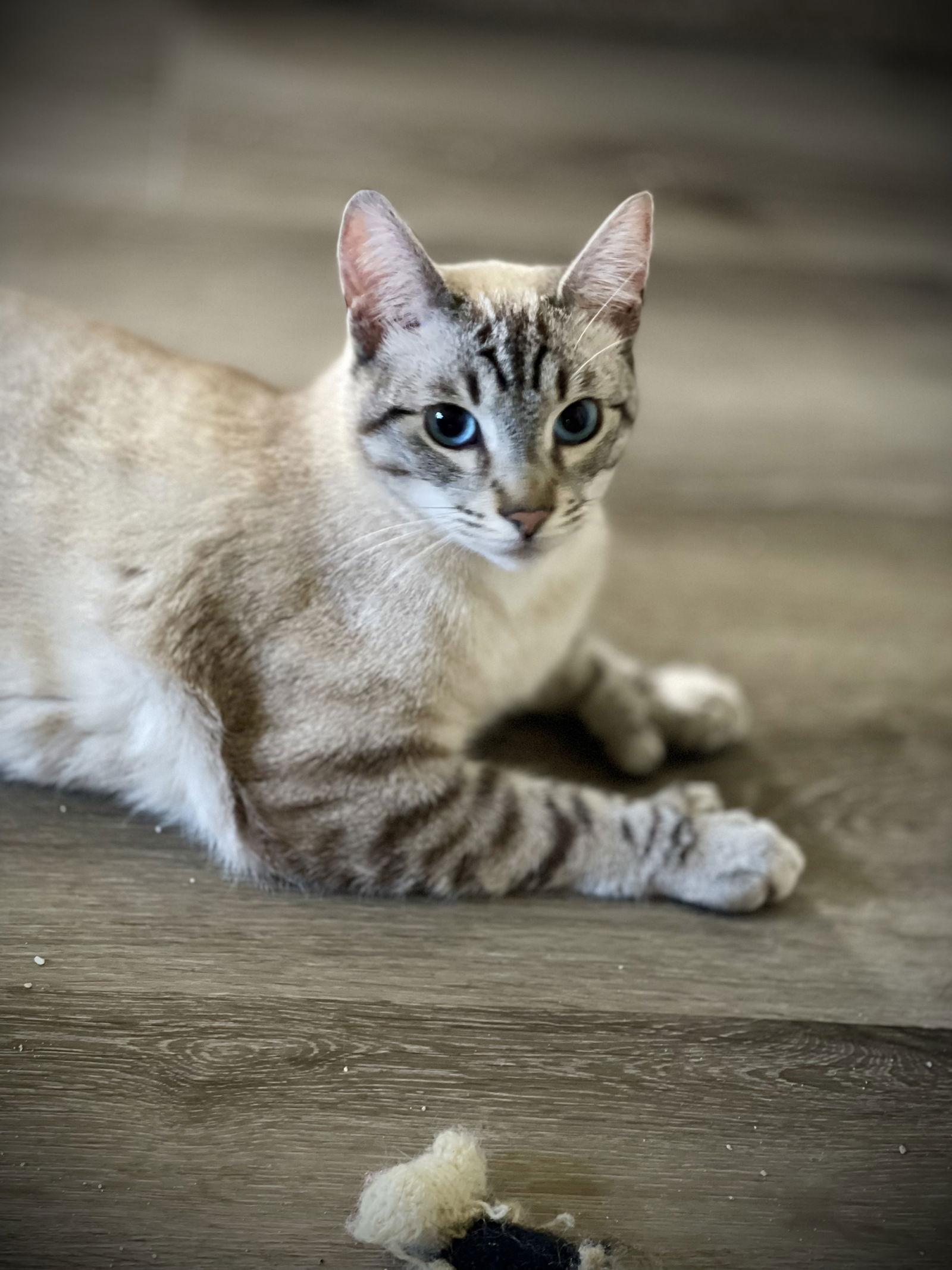 Enlarge Freeway & Francisco, a Adoptable Domestic Short Hair in Los Alamitos, CA image 1/3