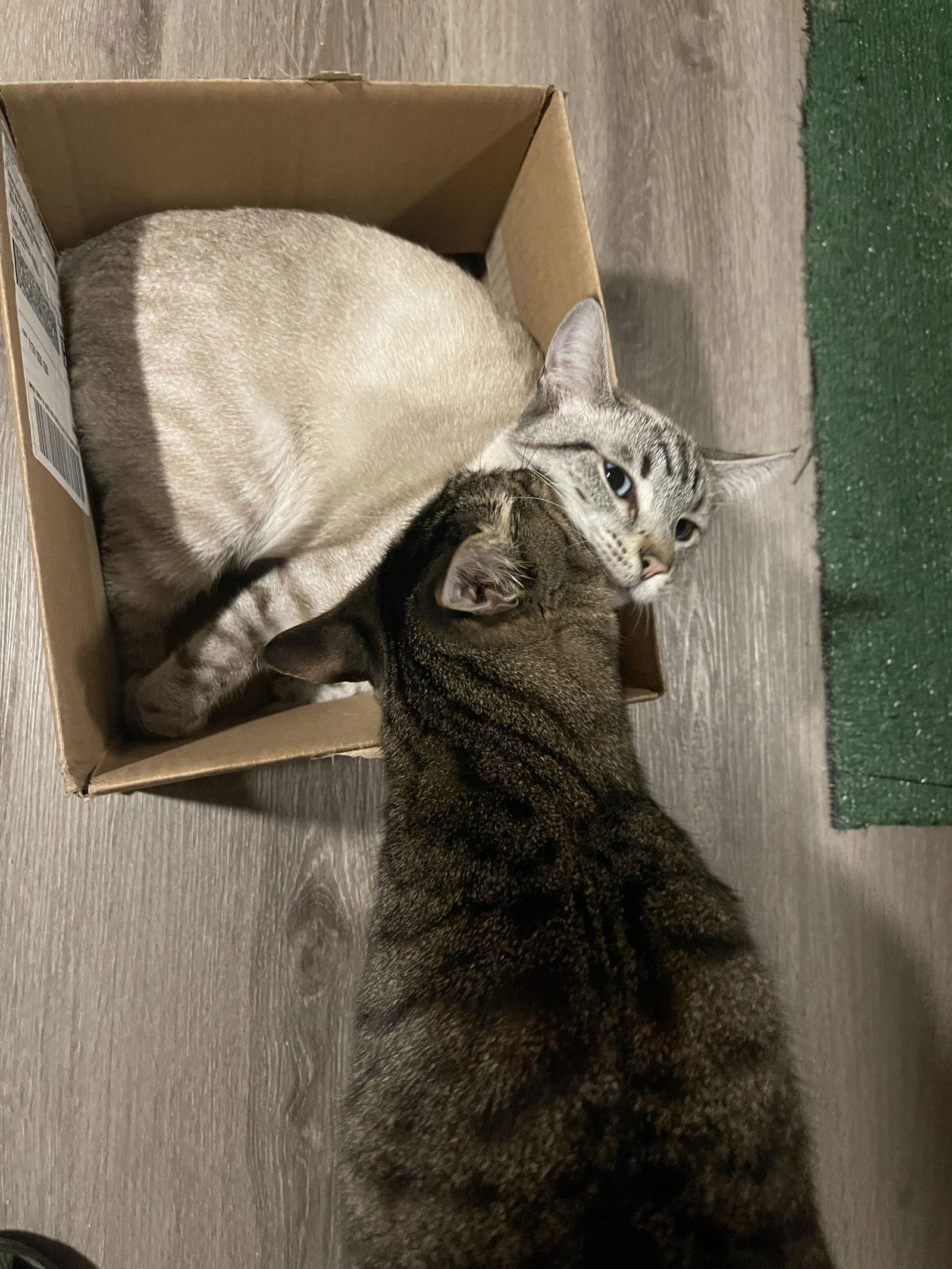 Enlarge Freeway & Francisco, a Adoptable Domestic Short Hair in Los Alamitos, CA image 3/3