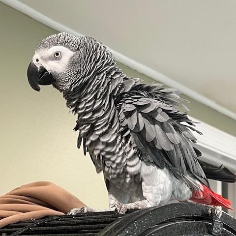 Lucy, Adoptable, Adult Unknown African Grey.