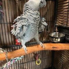Lucy, a Adoptable African Grey in North Babylon, NY image 2/4