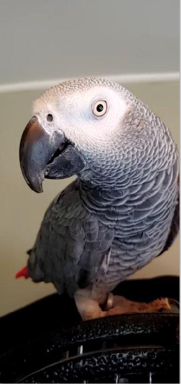 Lucy, a Adoptable African Grey in North Babylon, NY image 3/4