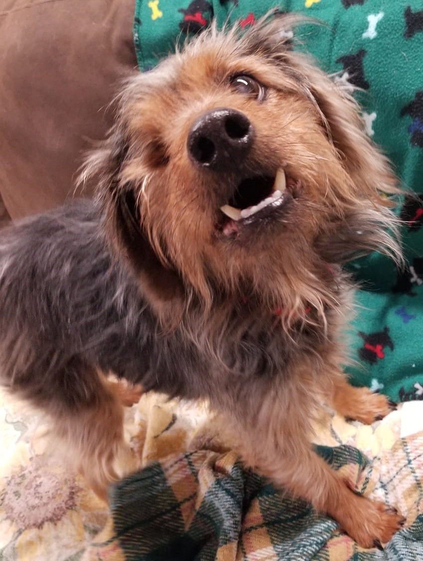Hooch, Adopted, Senior Male Wirehaired Terrier & Yorkshire Terrier.
