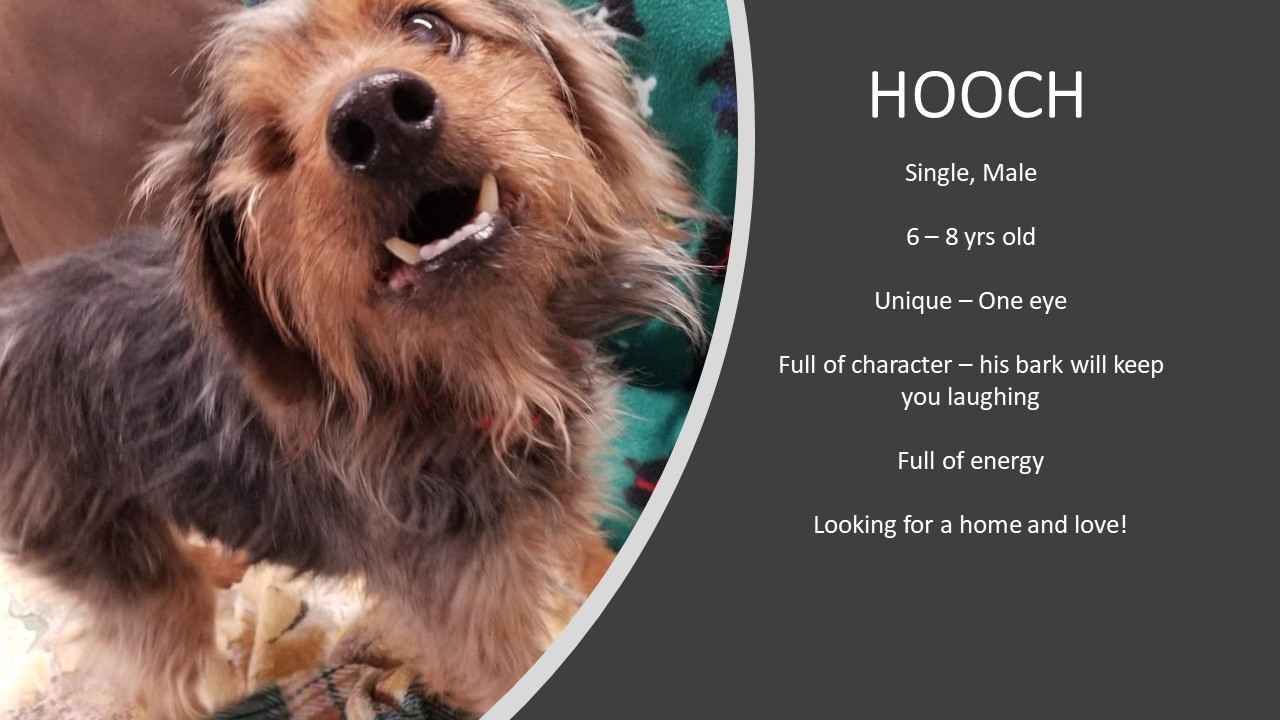 Enlarge Hooch, a Adopted mixed breed in Quincy, IL image 2/6