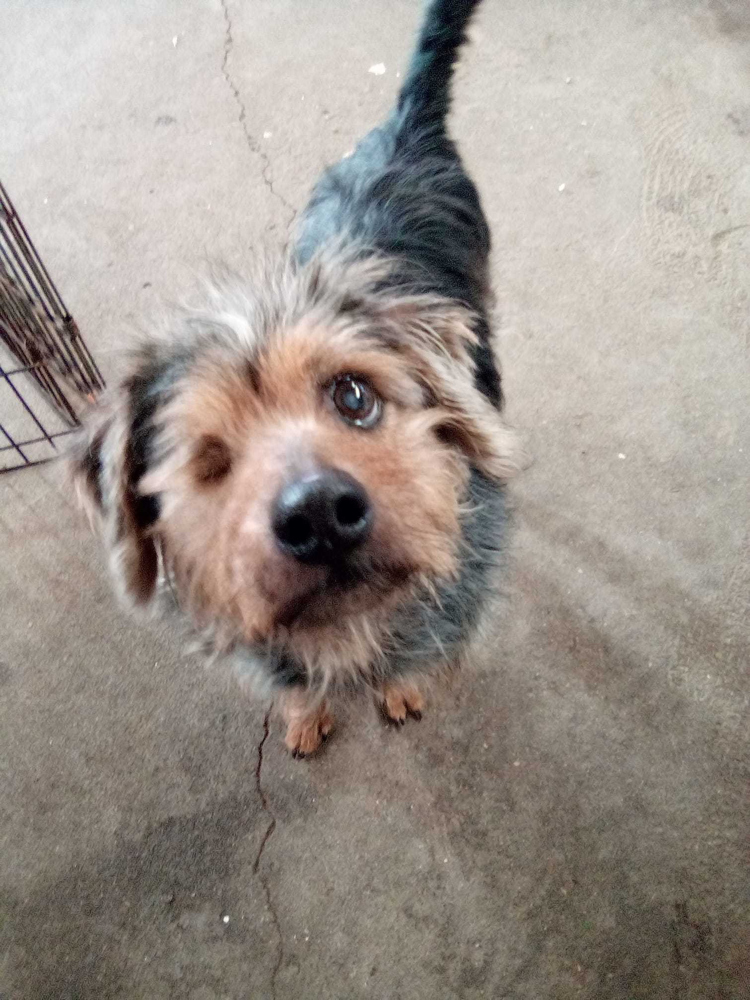 Enlarge Hooch, a Adopted mixed breed in Quincy, IL image 3/6