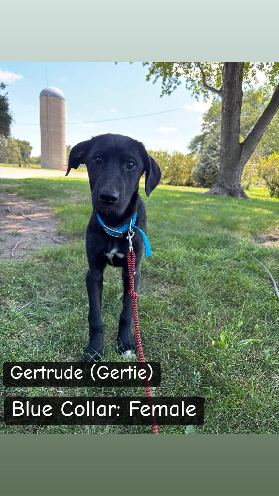 Gertie, an adoptable Labrador Retriever in Lexington, NE, 68850 | Photo Image 1