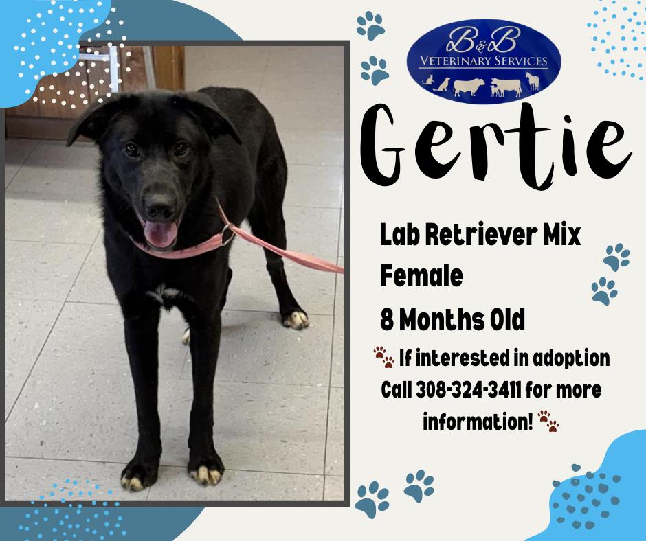 Enlarge Gertie, an adopted mixed breed in Lexington, NE image 1/1