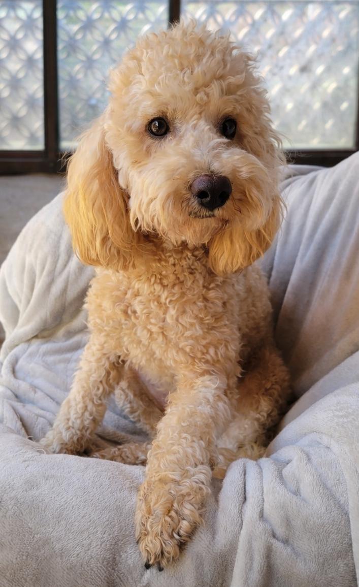 Enlarge Roy, an adopted mixed breed in Sherwood, OR image 5/6