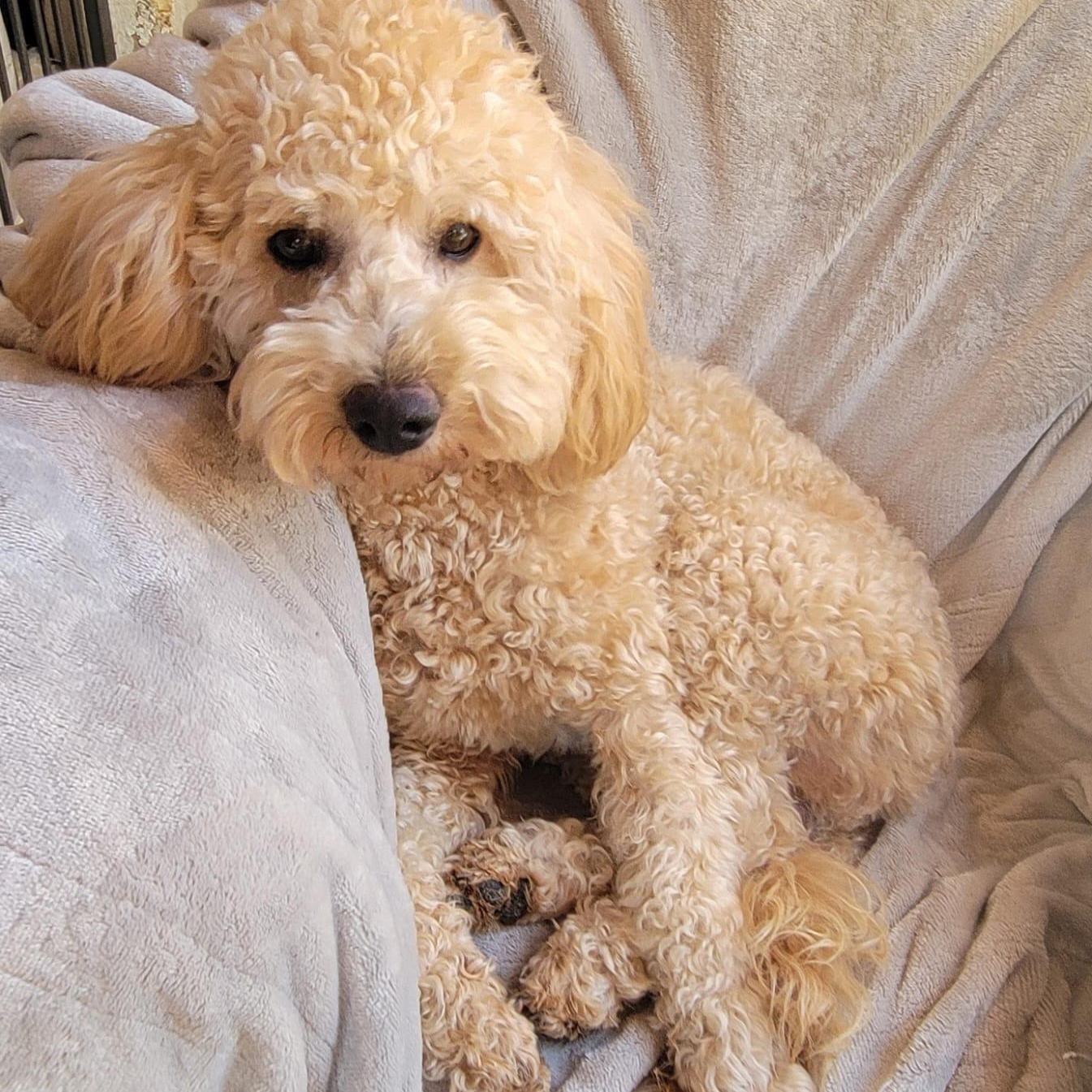 Enlarge Roy, an adopted mixed breed in Sherwood, OR image 2/6