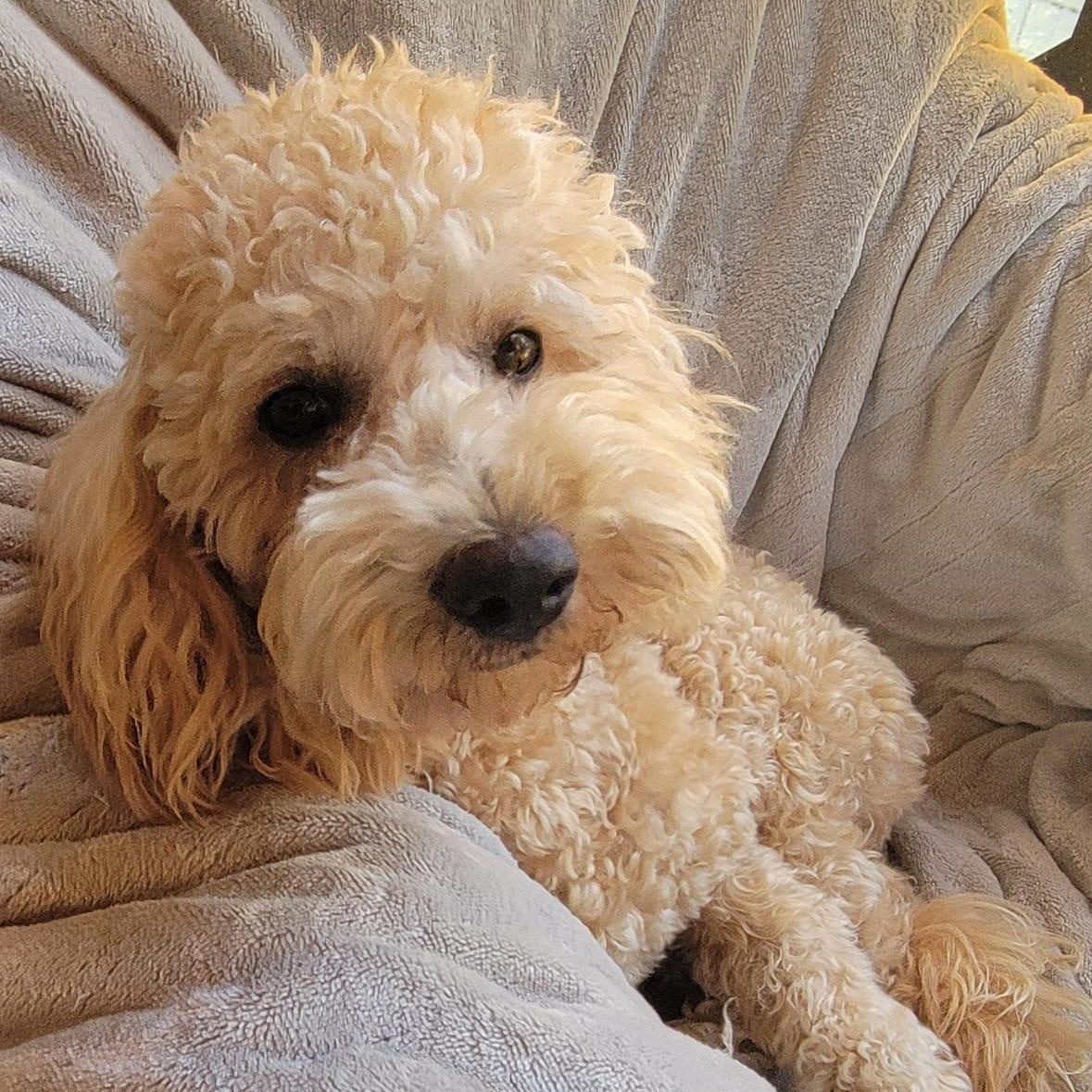 Enlarge Roy, an adopted mixed breed in Sherwood, OR image 4/6