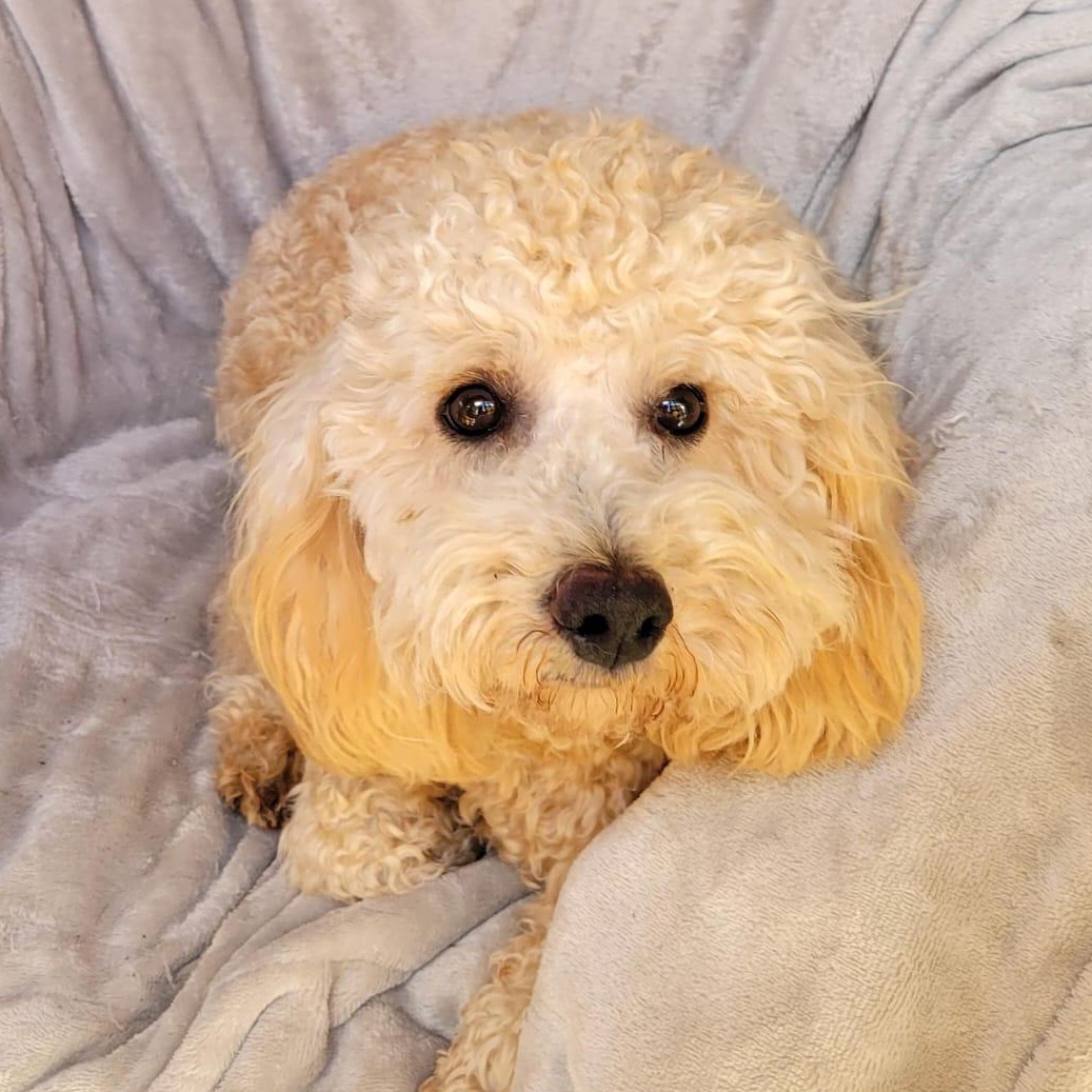Roy, adopted, Puppy Male Miniature Poodle & Poodle (Toy).