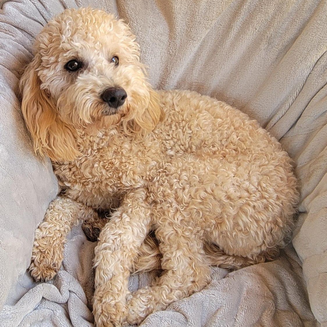 Enlarge Roy, an adopted mixed breed in Sherwood, OR image 3/6