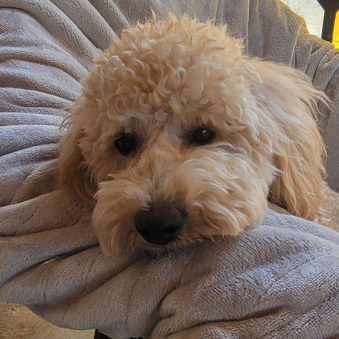 Enlarge Roy, an adopted mixed breed in Sherwood, OR image 6/6