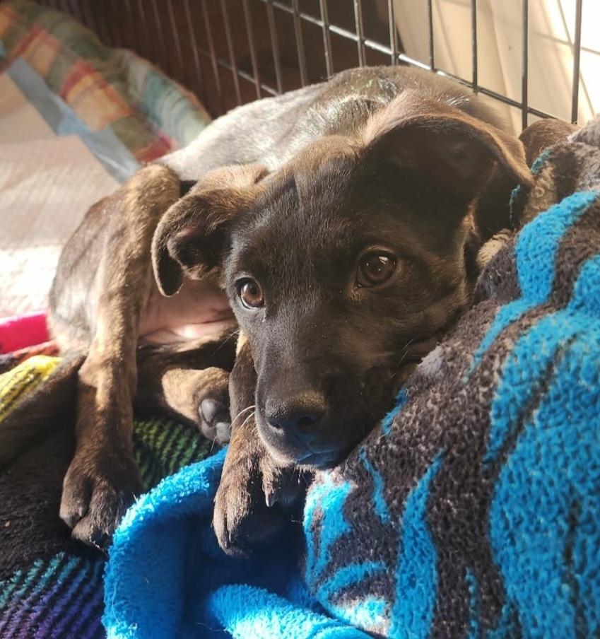 Enlarge Jesse, a Adoptable mixed breed in Fort Lupton, CO image 3/6