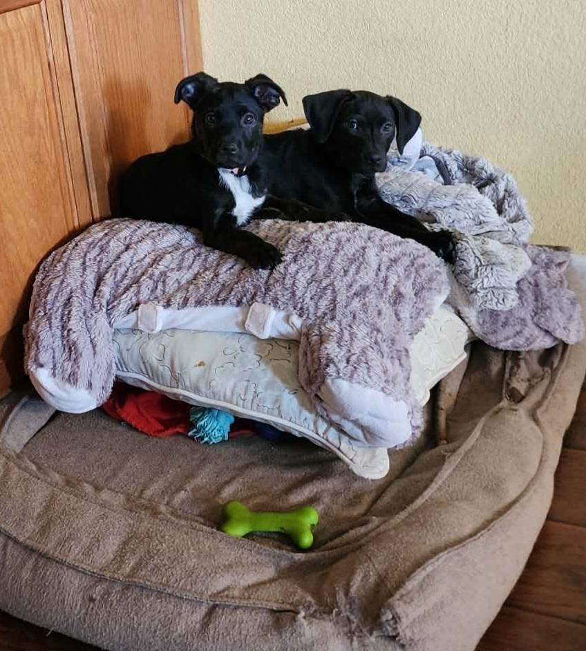 Enlarge Jesse, a Adoptable mixed breed in Fort Lupton, CO image 5/6